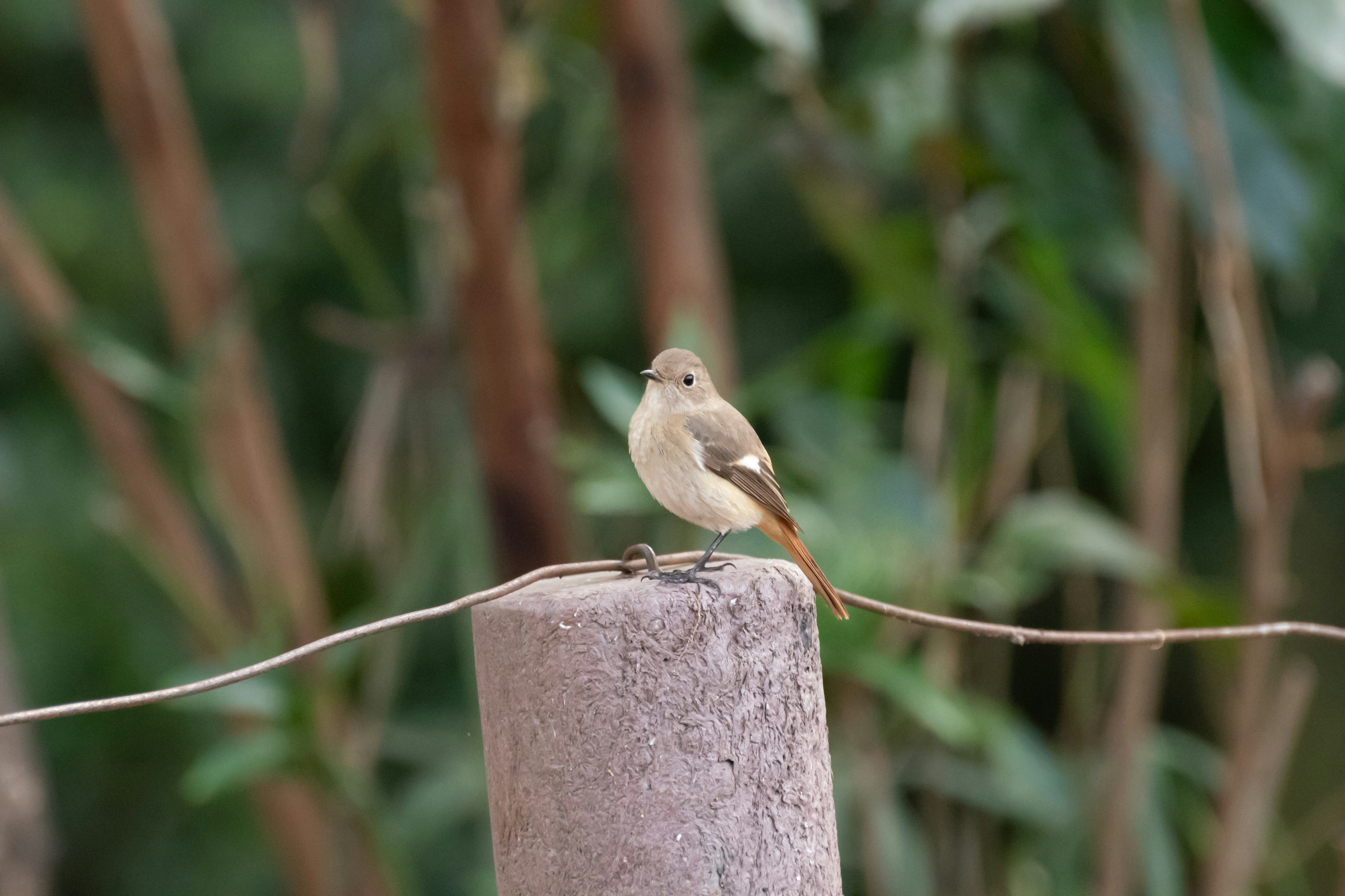 Un pequeño pájaro posado en un poste con follaje verde de fondo