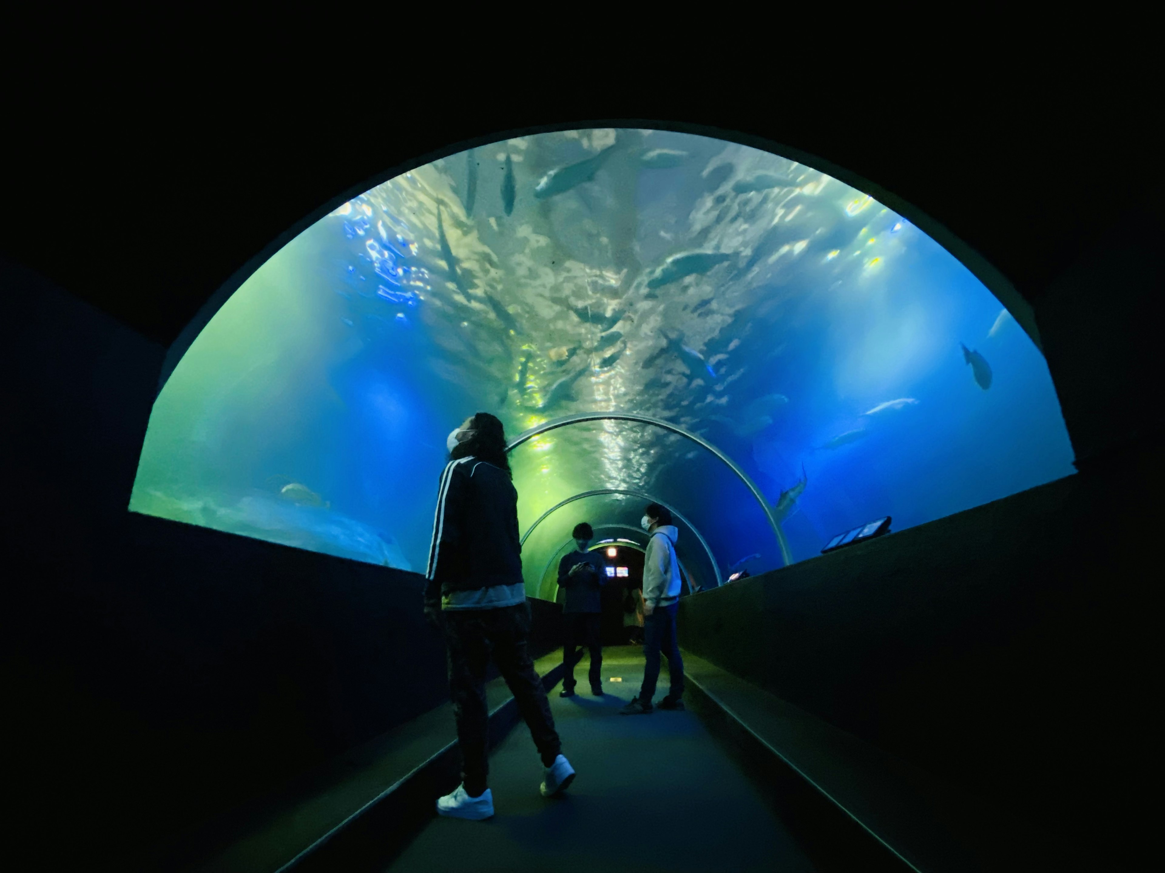 Silhouettes de personnes à l'intérieur d'un tunnel d'aquarium avec un éclairage bleu-vert