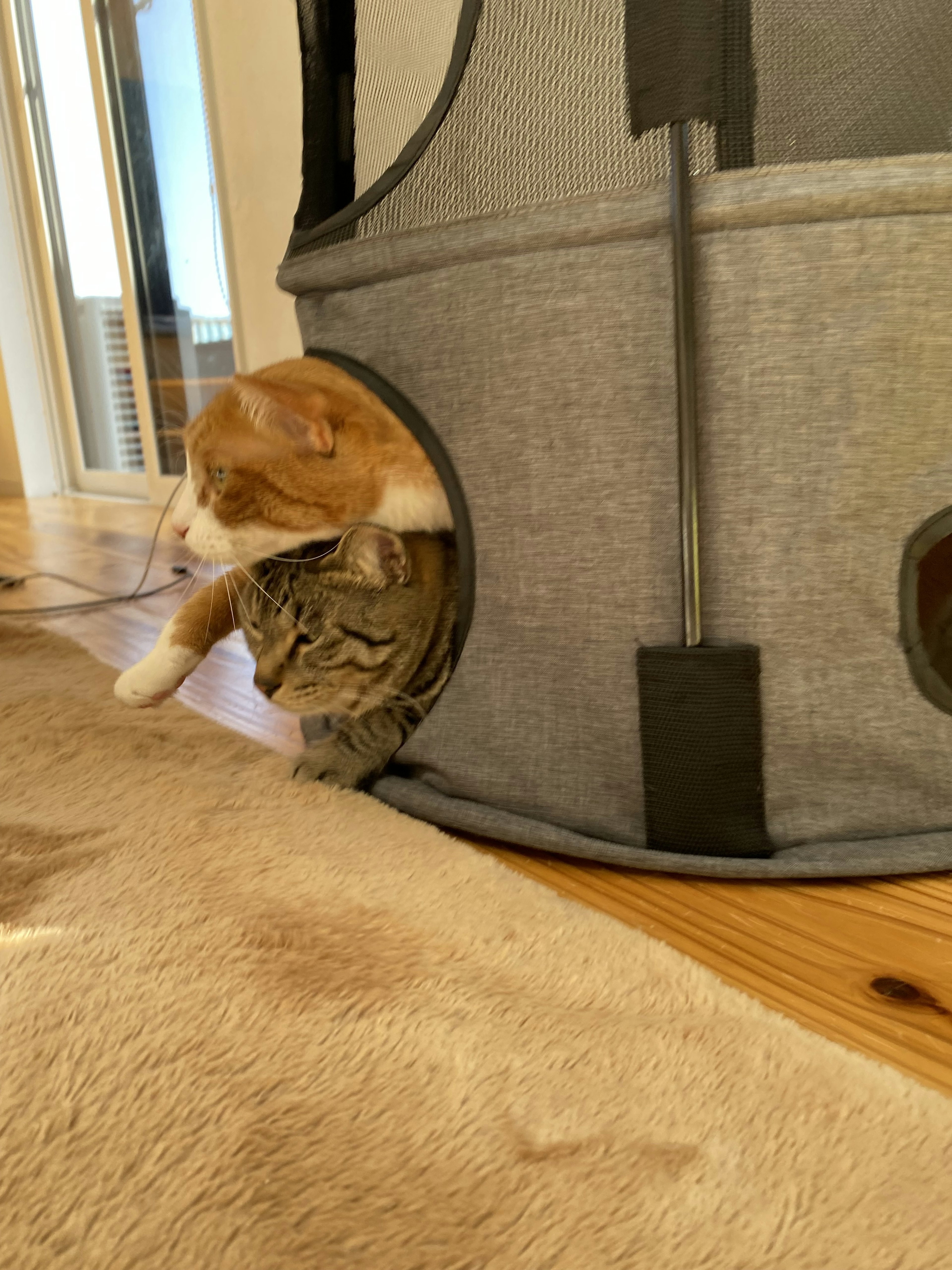 Two cats peeking out from openings in a fabric cat house