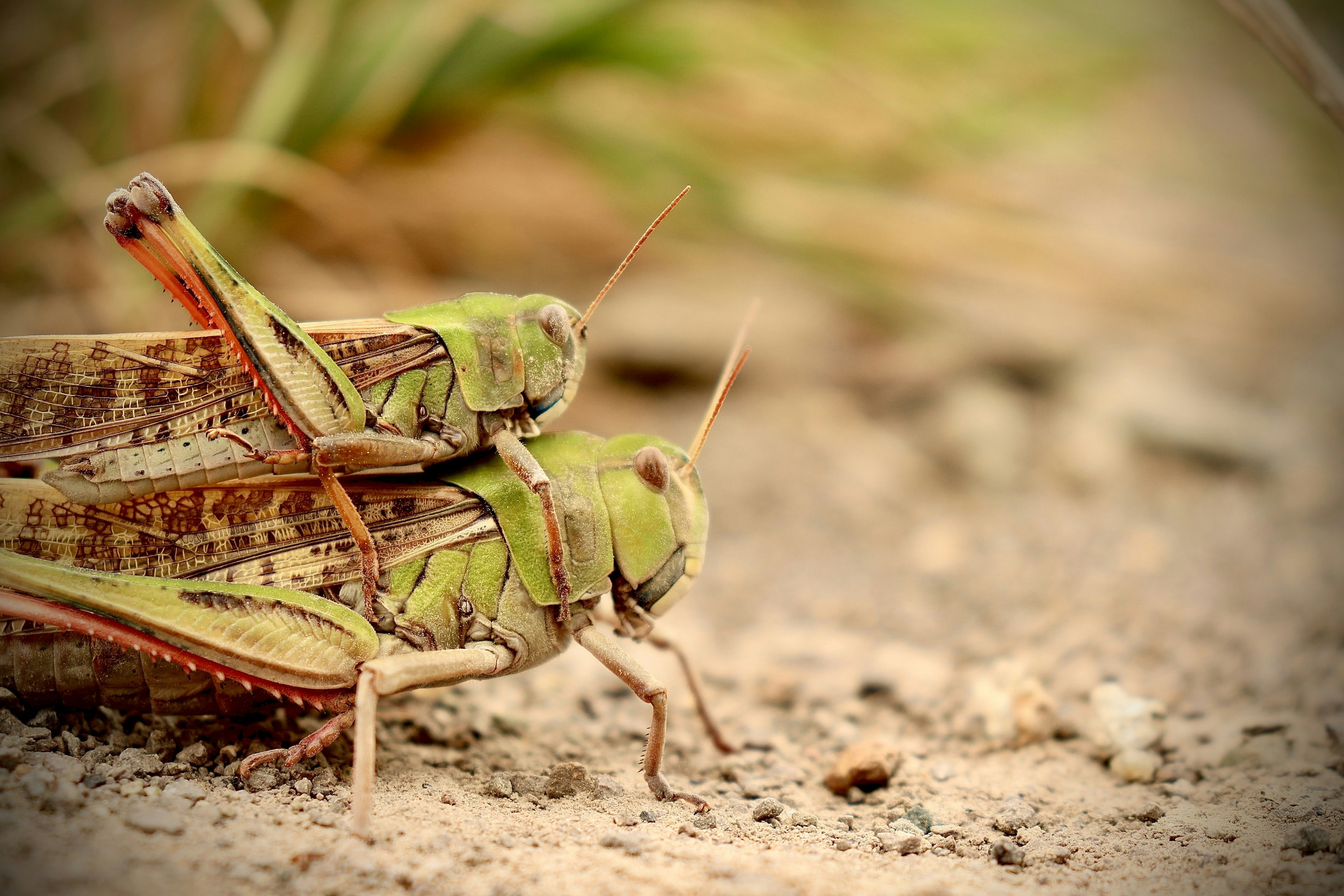 Close-up image of green grasshoppers in the grass