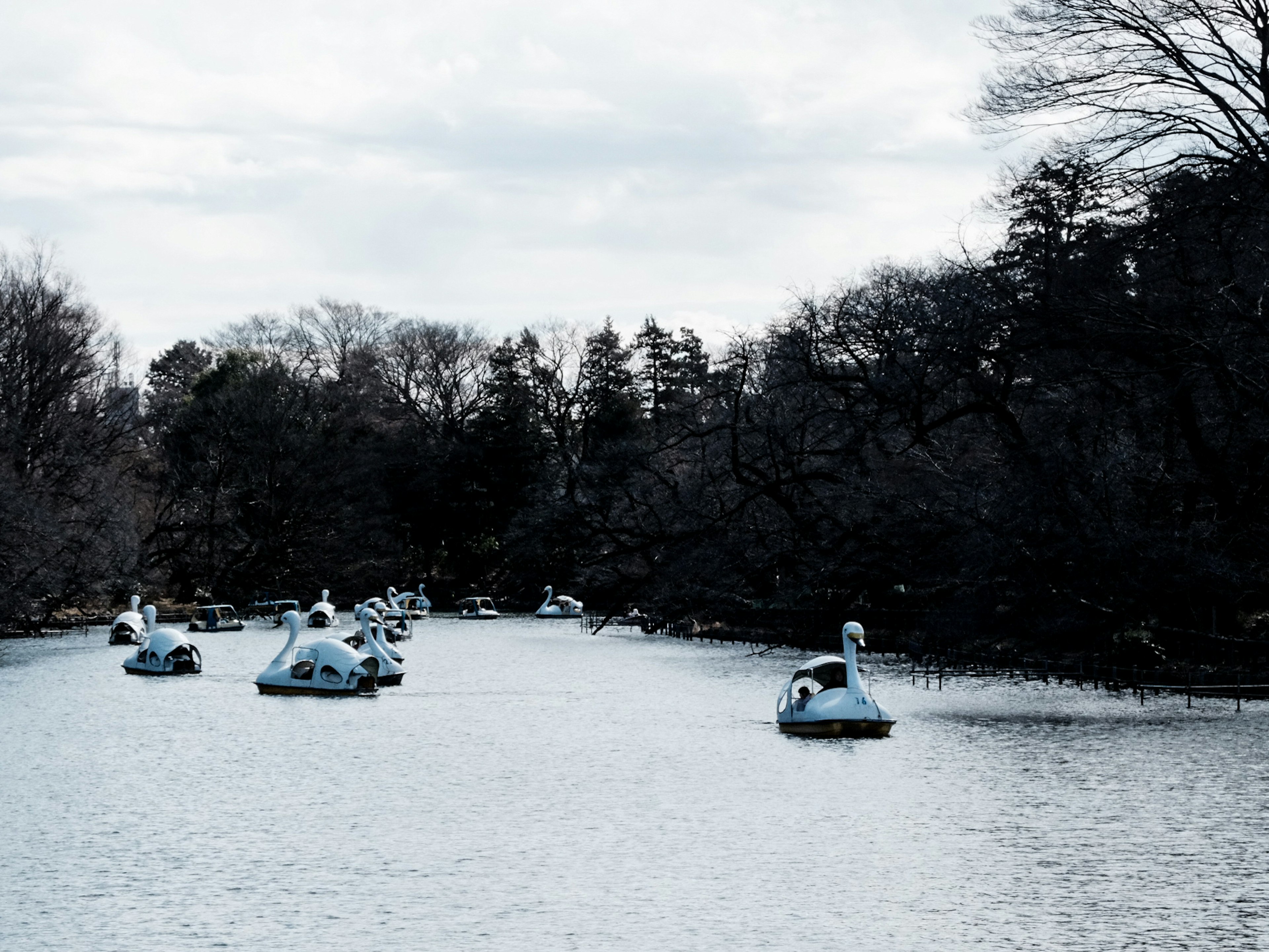 Swan-shaped paddle boats on a calm lake under a cloudy sky