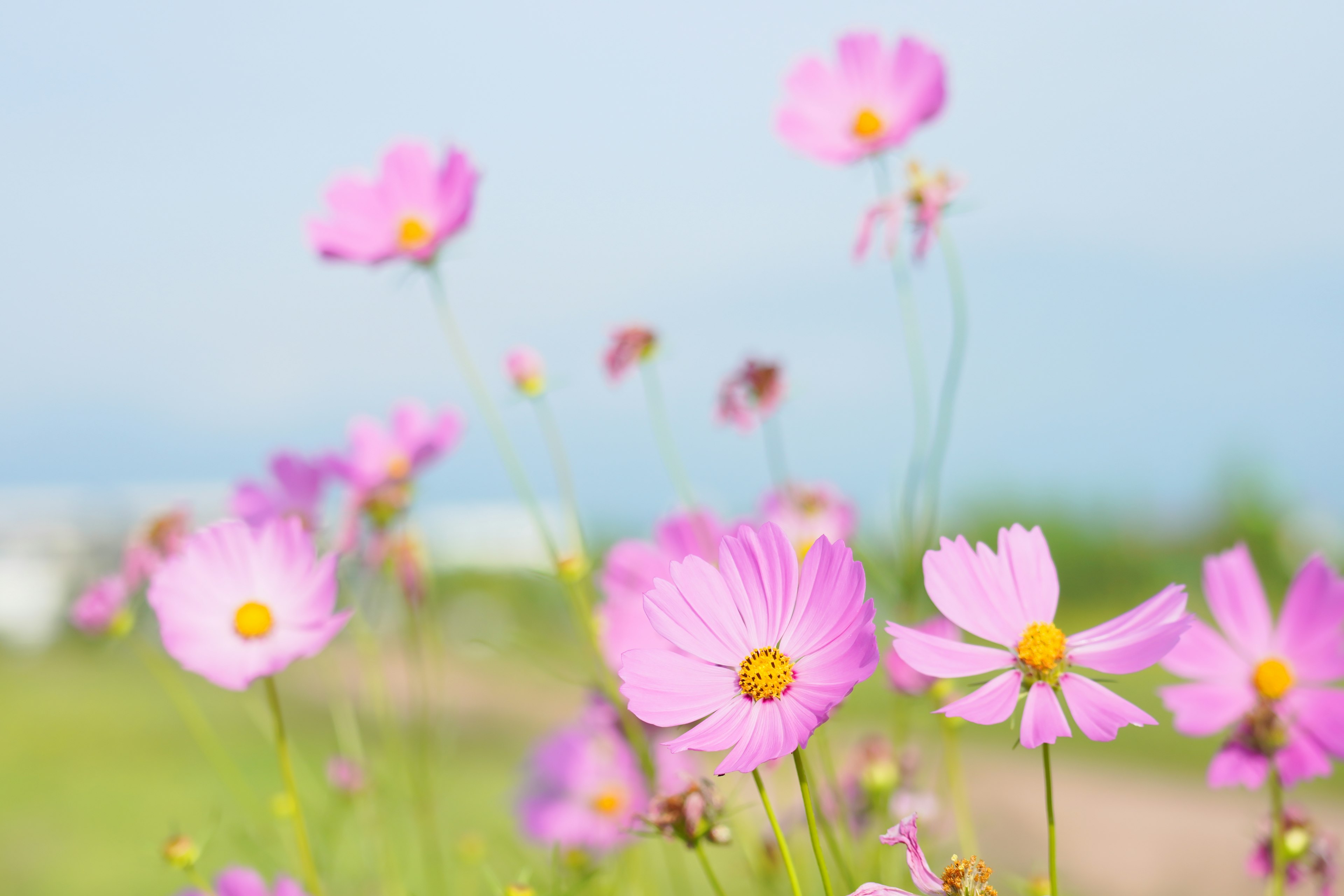 Feld mit blühenden rosa Kosmosblumen unter einem klaren Himmel