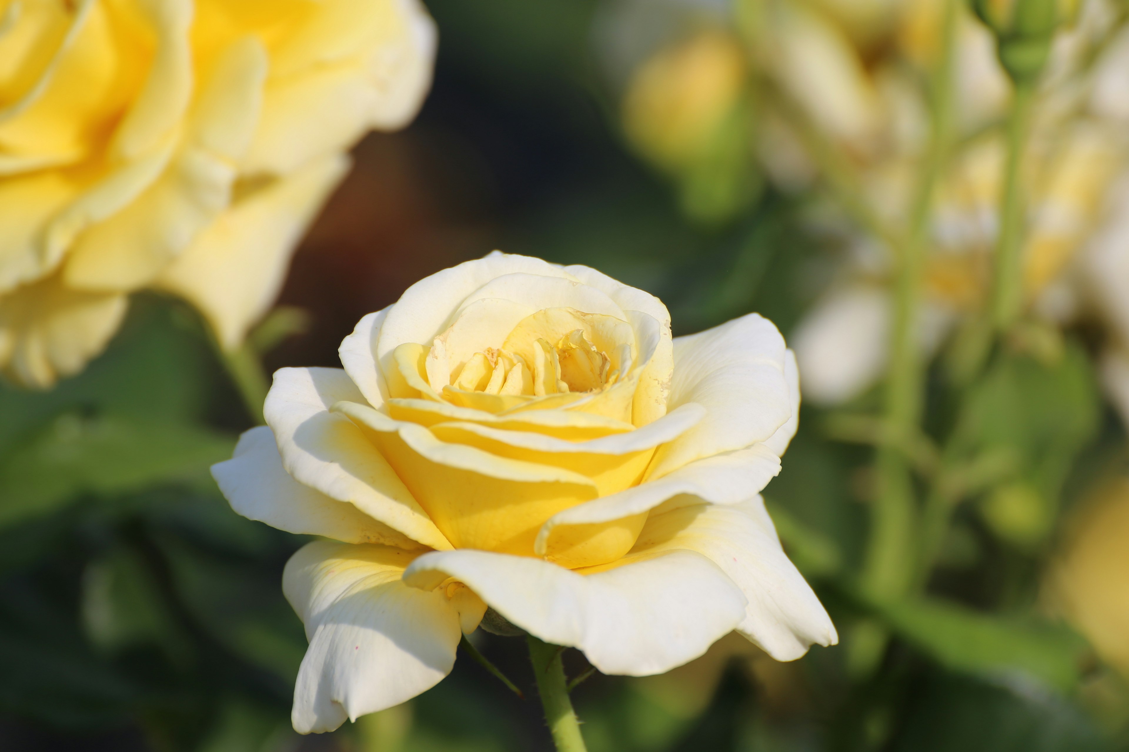 Close-up bunga mawar kuning mekar dengan kelopak lembut