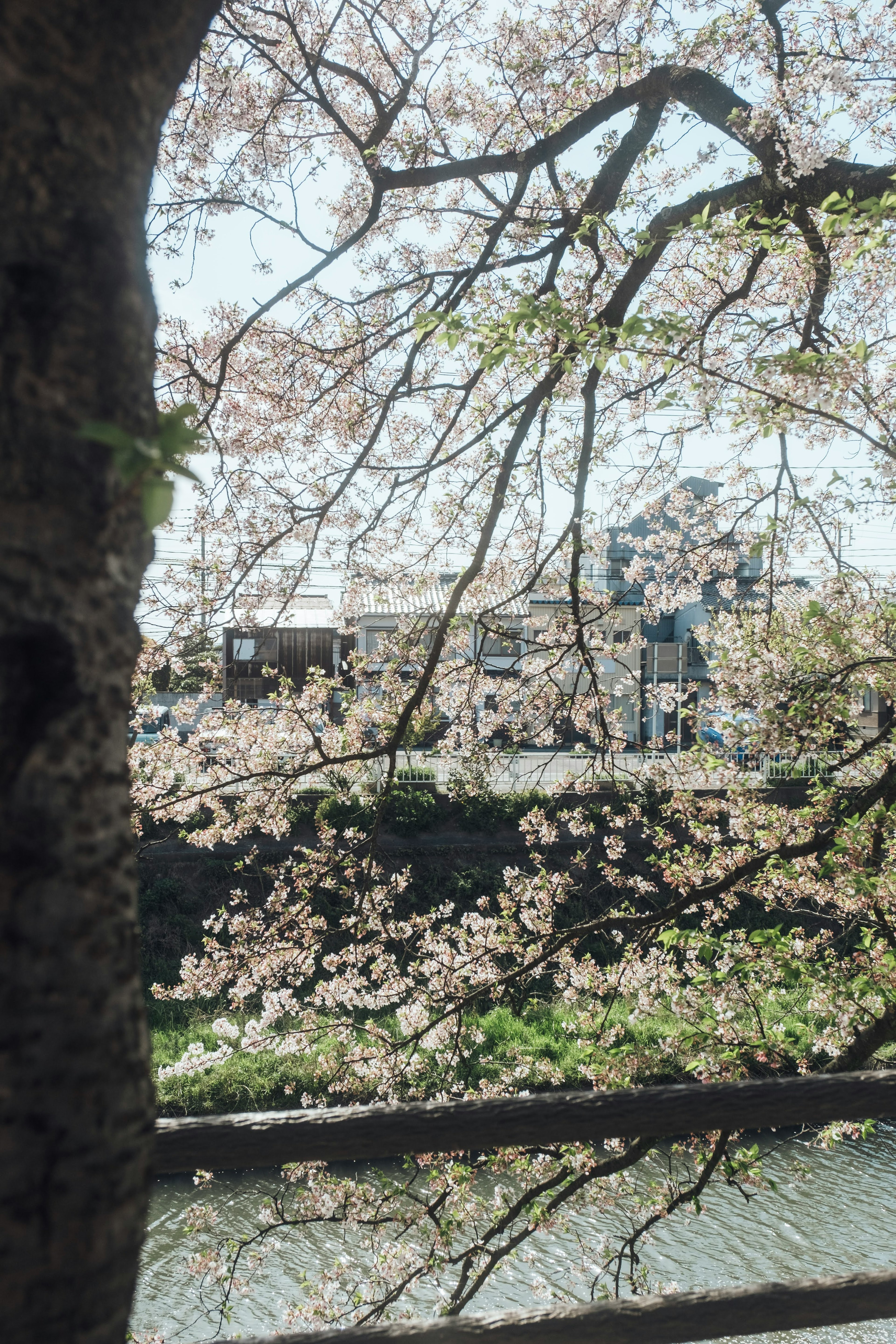 桜の花が咲く木と川の風景 近くの建物が見える