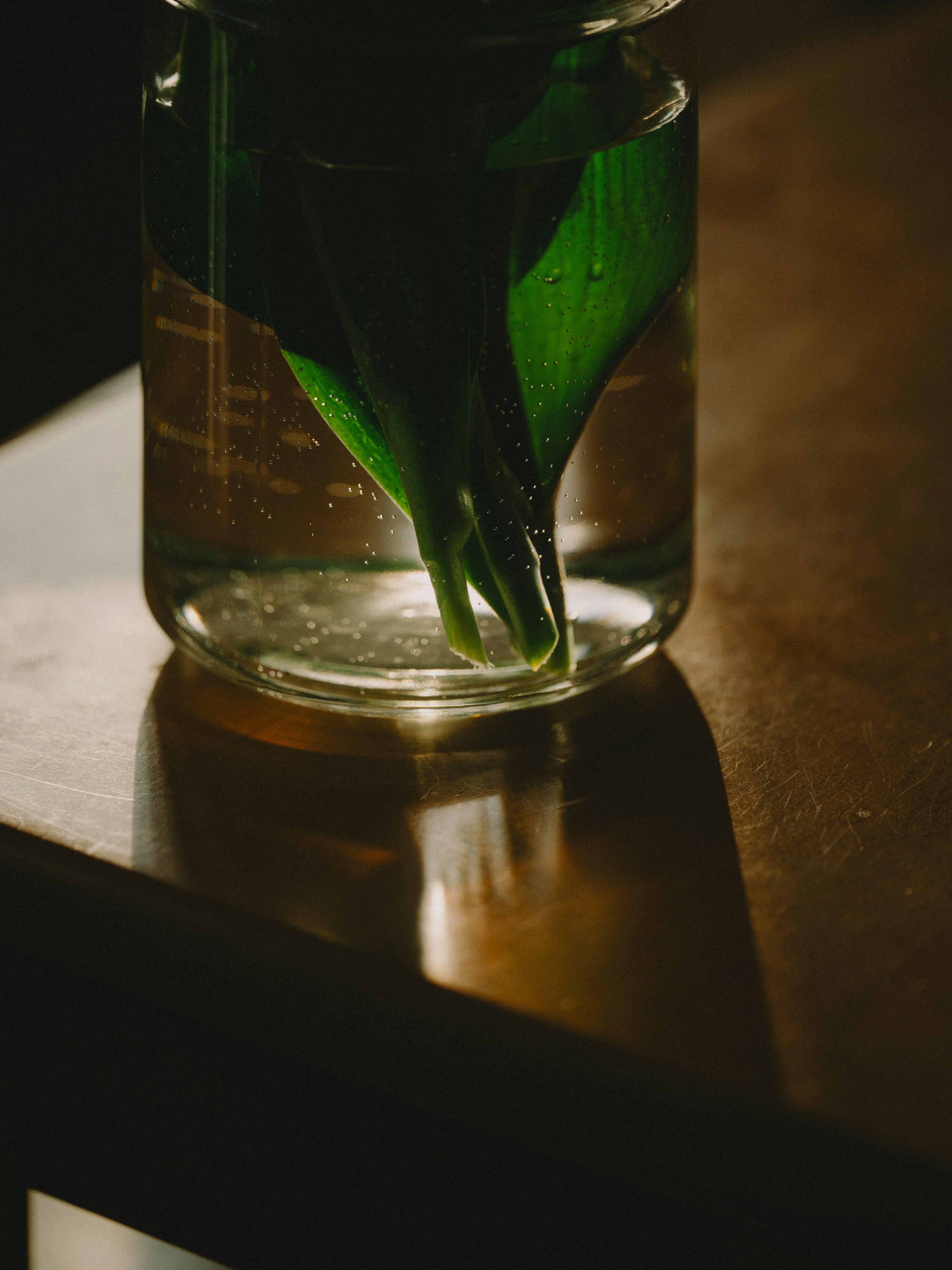 Eine ruhige Szene mit grünen Blättern in einem Glasbehälter mit Wasser