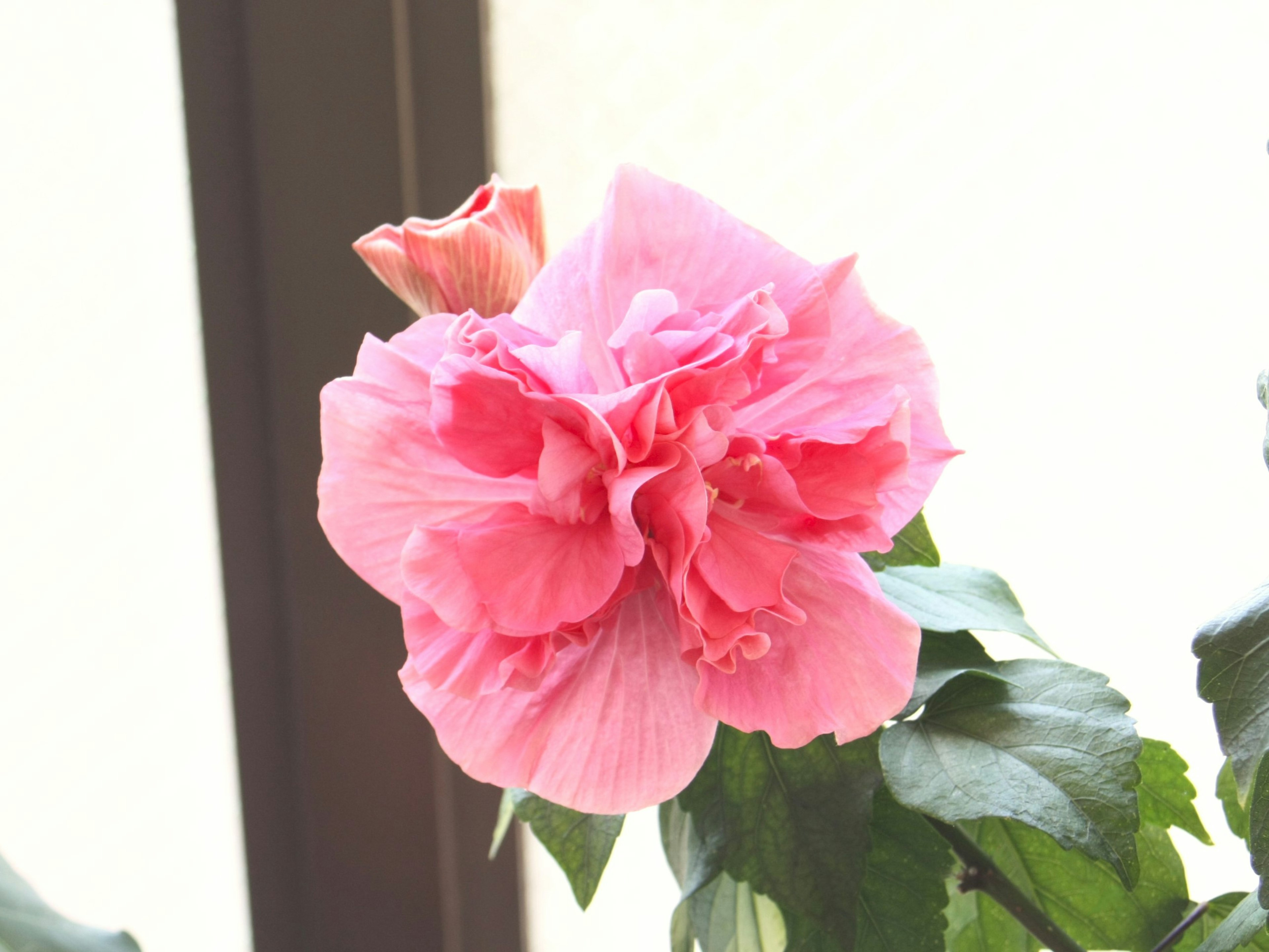 Primo piano di un fiore rosa che sboccia su una pianta