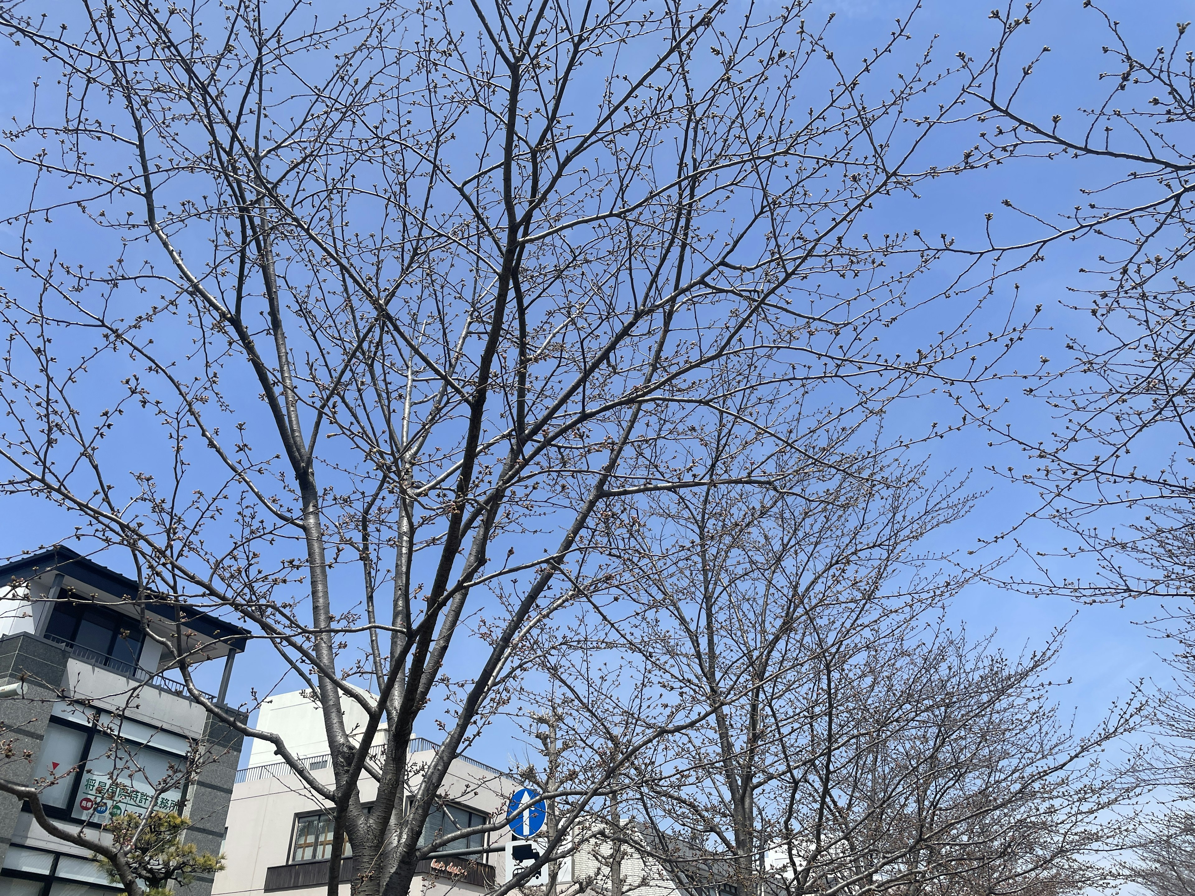 Árboles sin hojas bajo un cielo azul con edificios