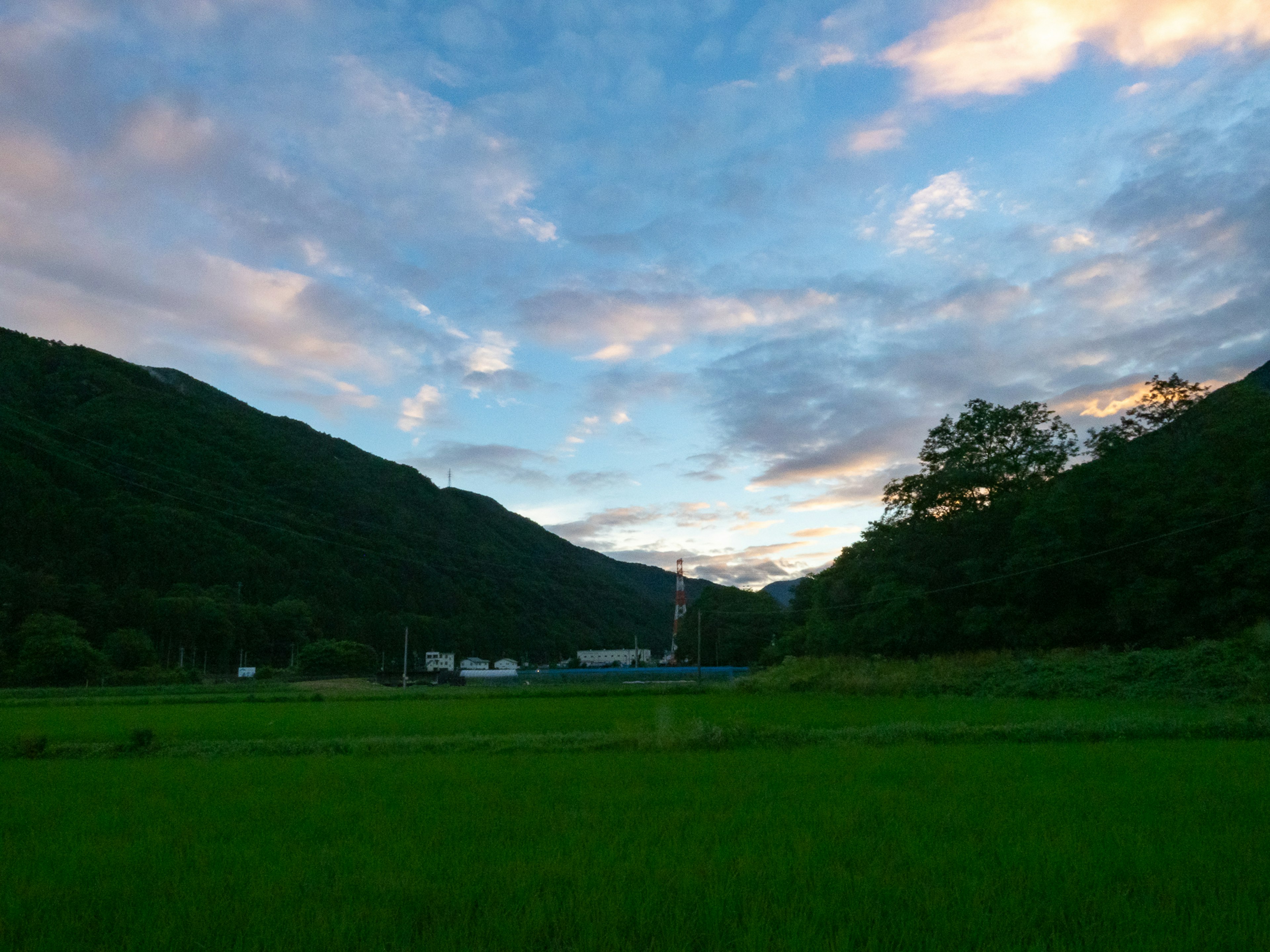 Scenic view of green rice fields with mountains and a blue sky