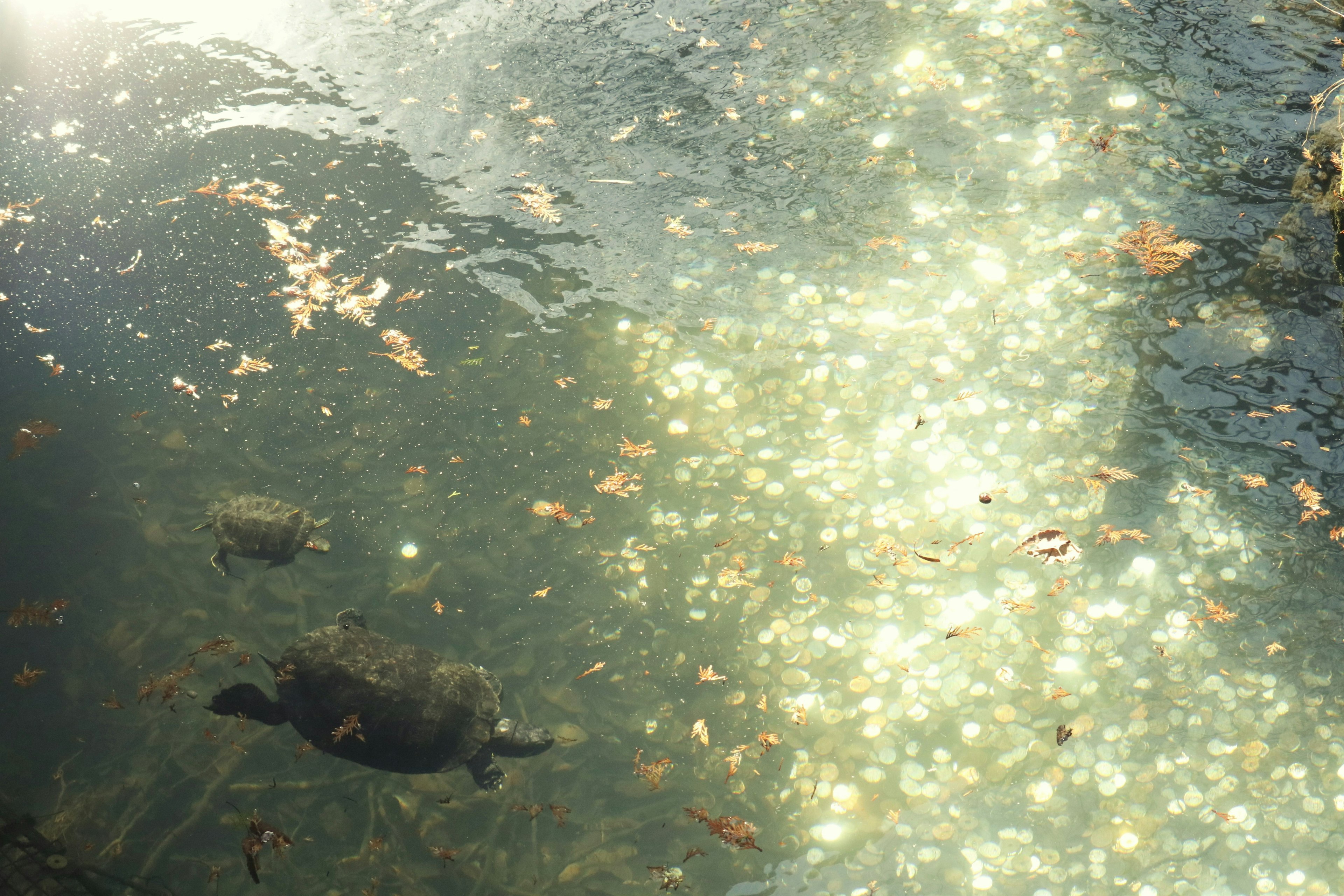 Turtle swimming in water with sunlight reflections