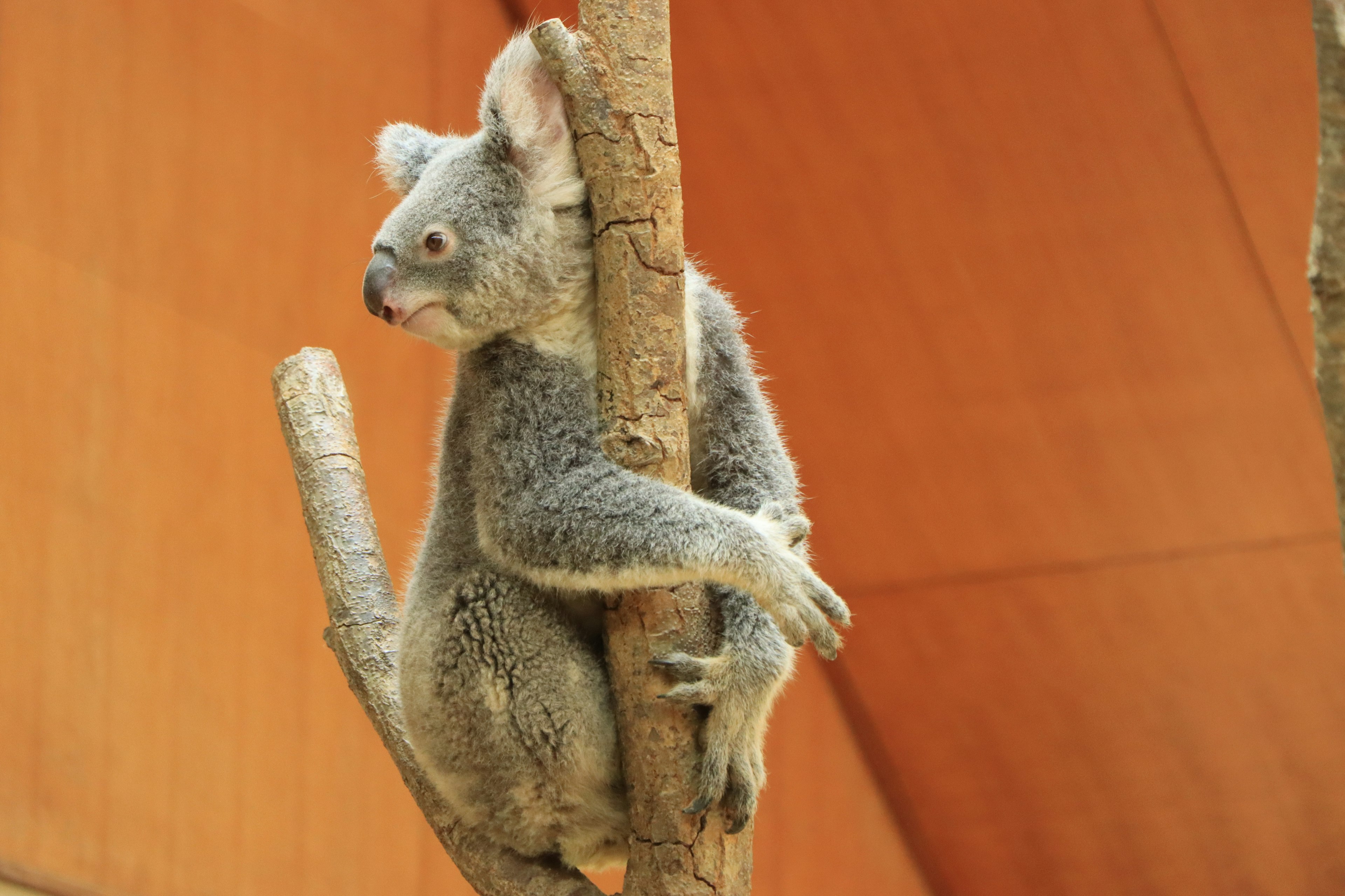 Side view of a koala climbing a tree with an orange background