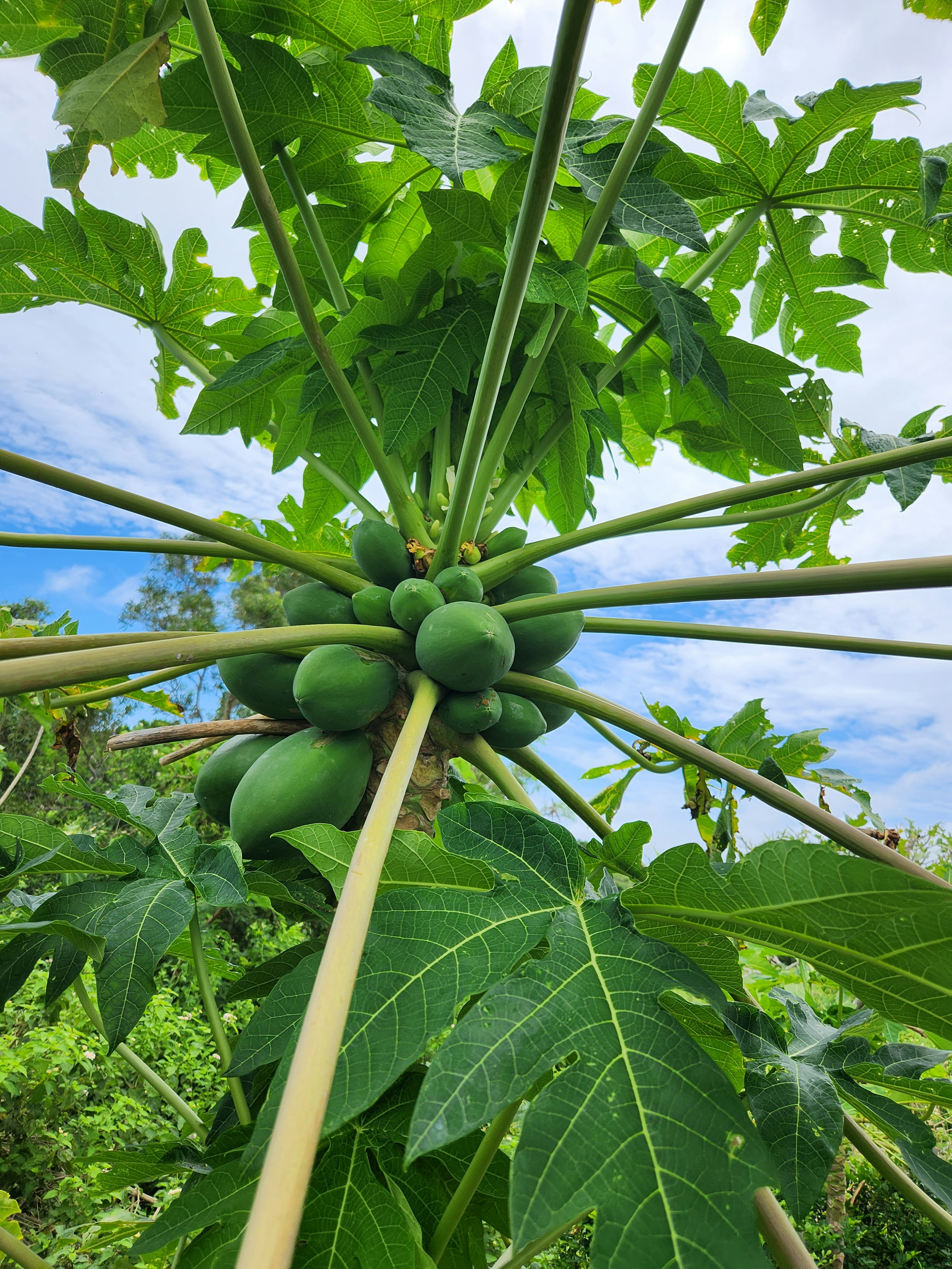 View from below a papaya tree with green papaya fruits hanging from the stem