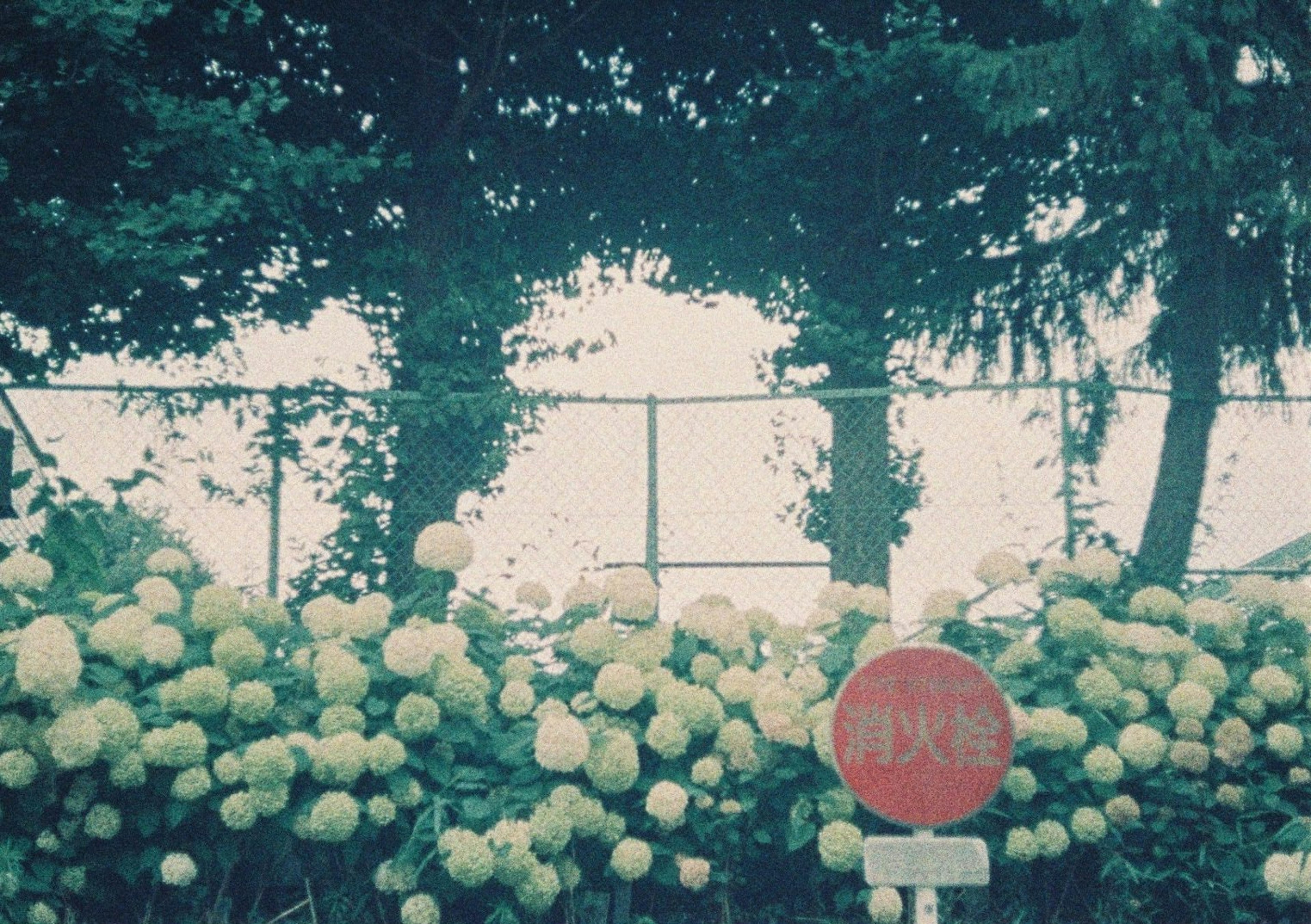 Un paesaggio con fiori bianchi in fiore e un segnale di stop rosso