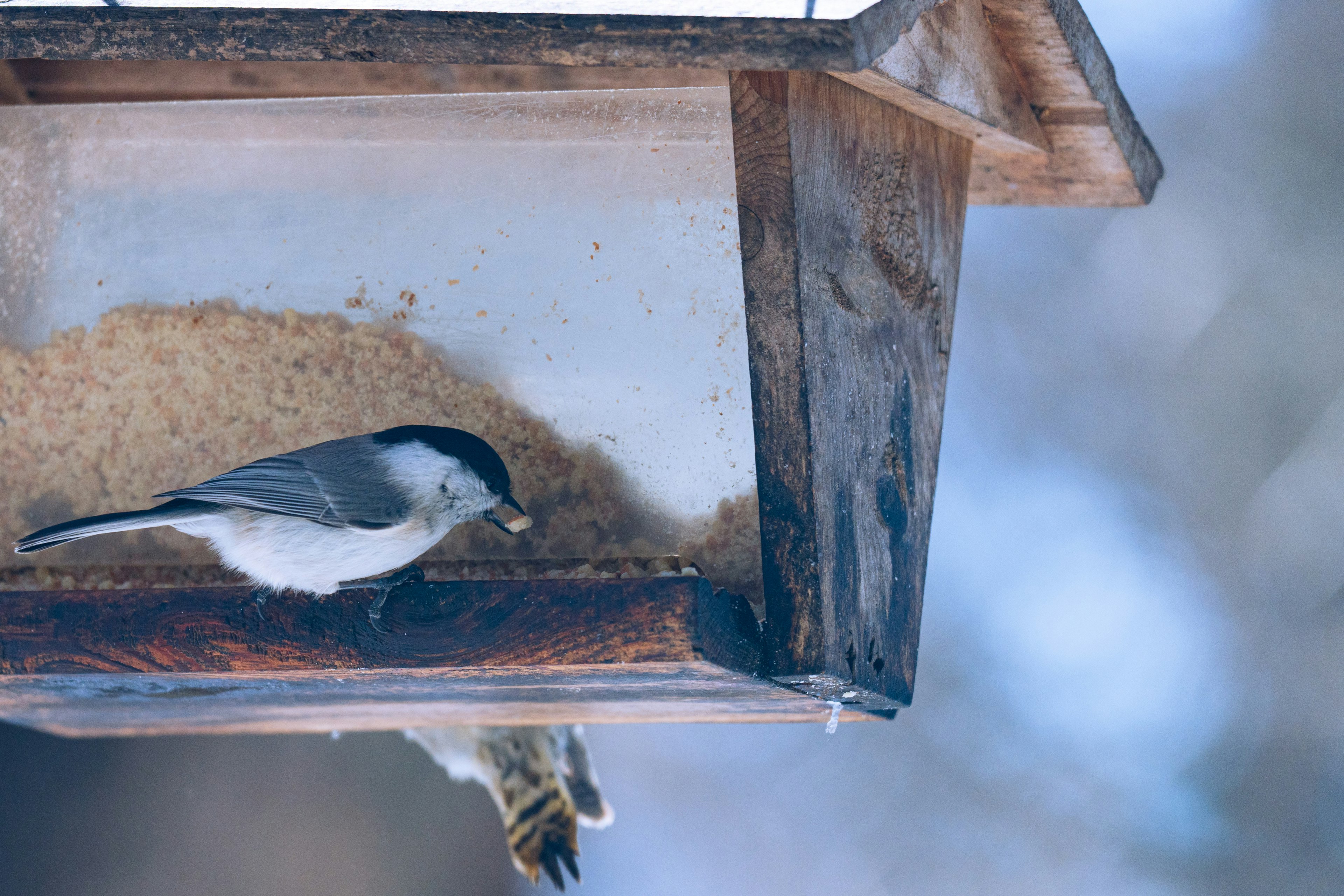 Un pequeño pájaro alimentándose en un comedero de madera