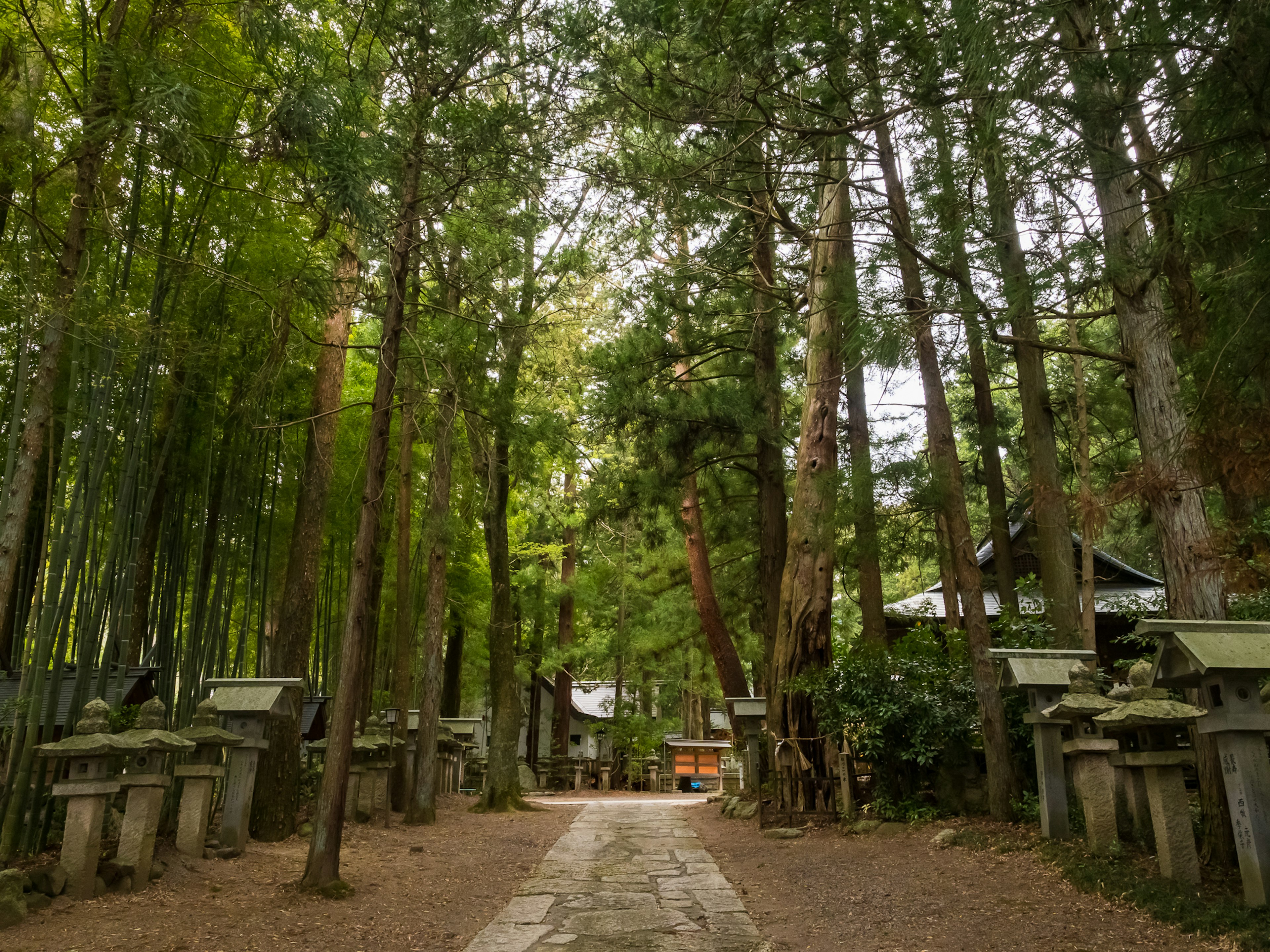 Allée bordée de lanternes en pierre menant à un sanctuaire dans une forêt verdoyante