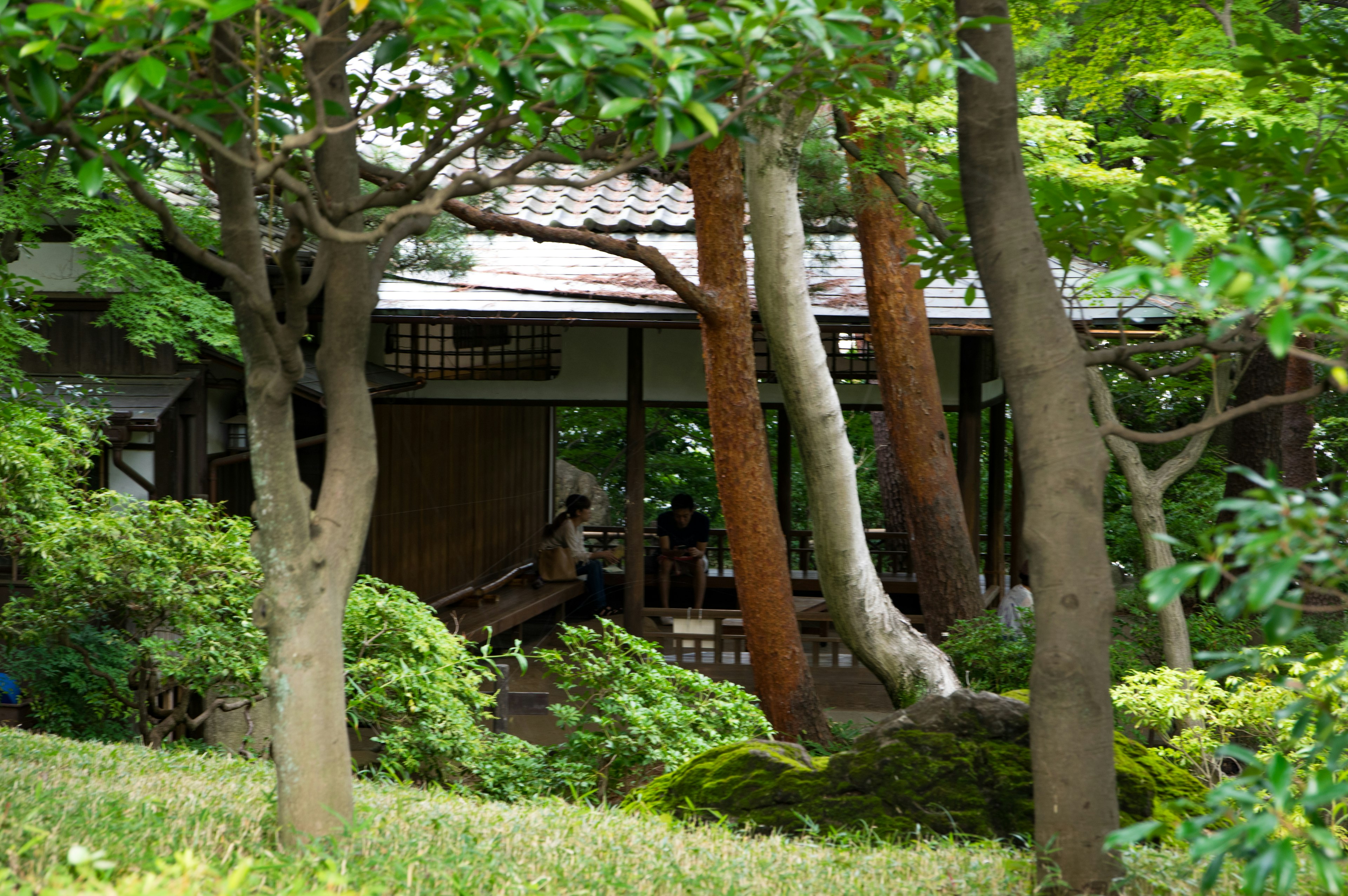 緑豊かな庭に囲まれた日本の伝統的な家屋が見える