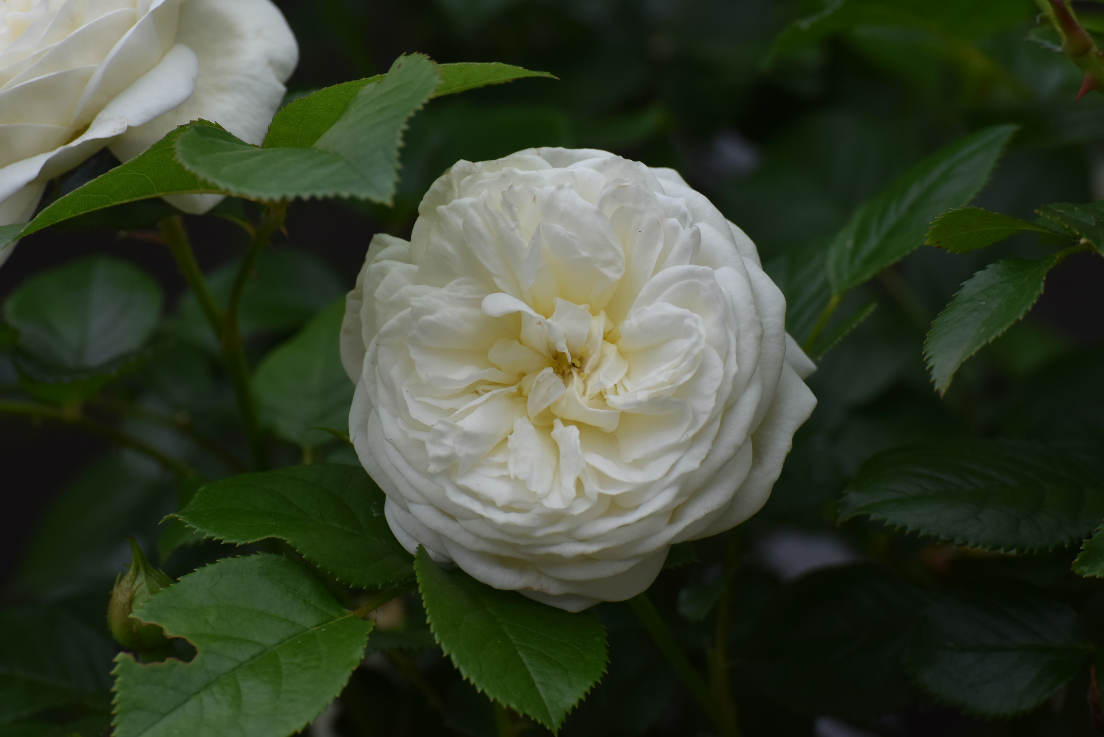 白いバラの花が緑の葉に囲まれて咲いている