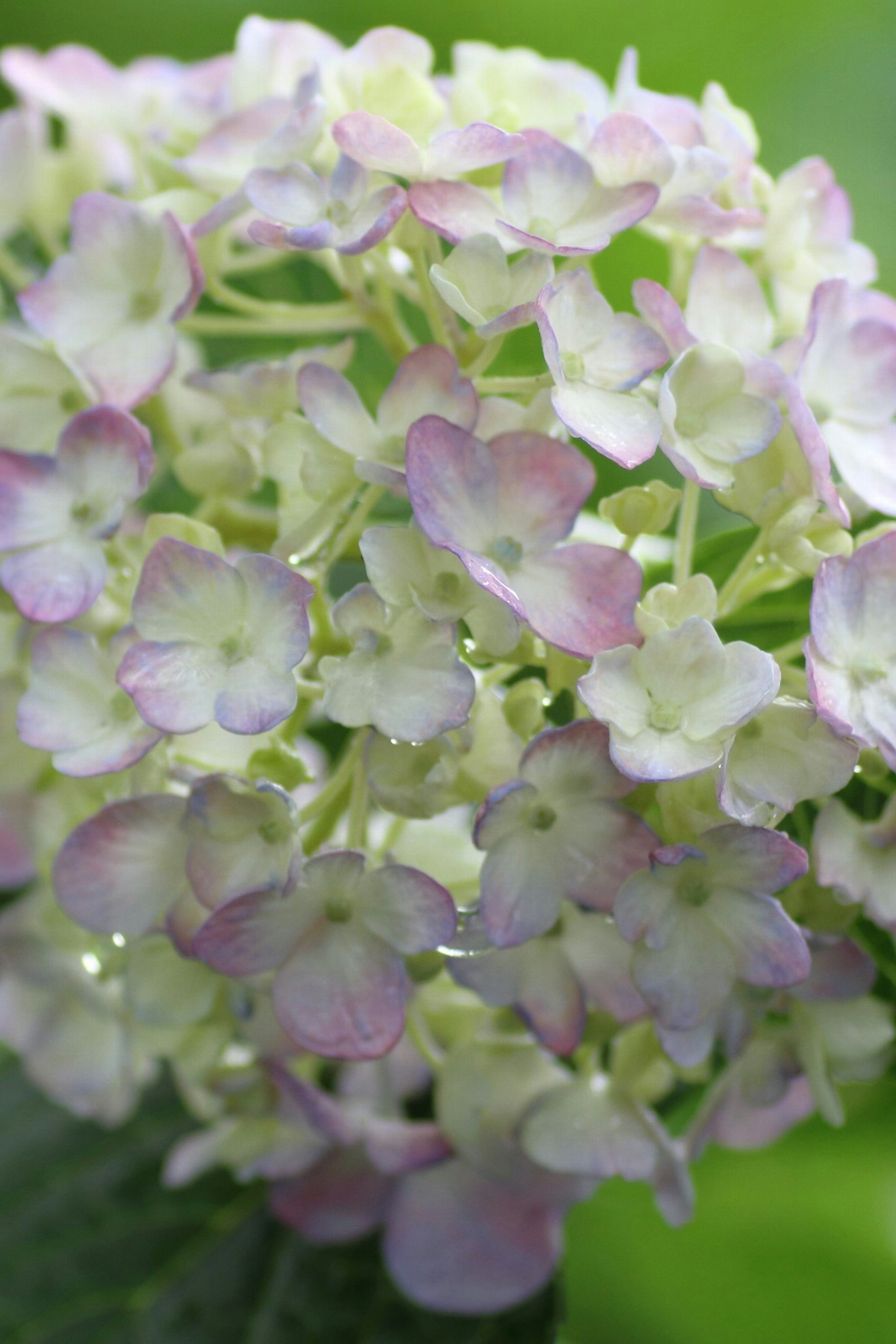 Close-up bunga hydrangea dengan kelopak ungu muda dan hijau