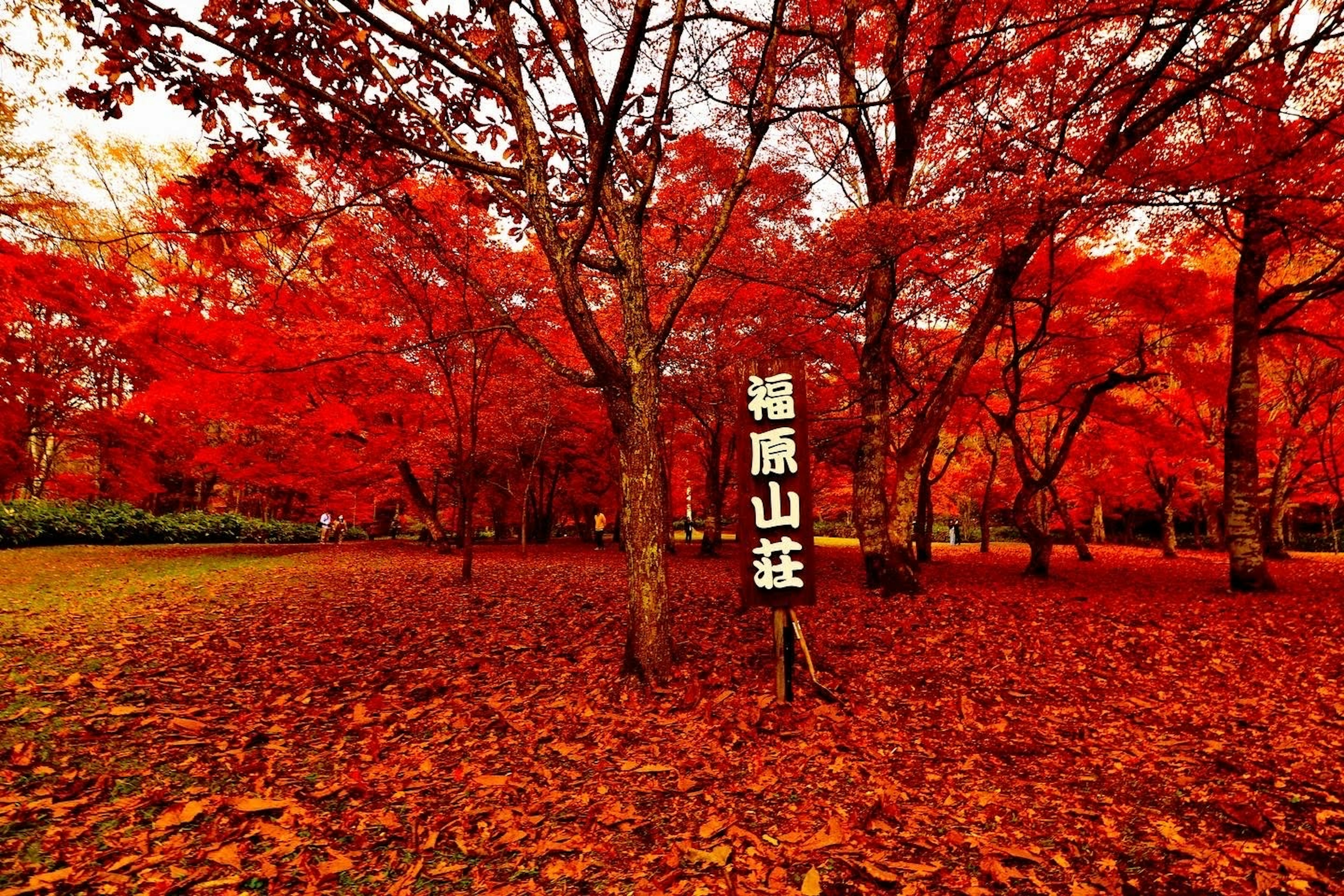 Vista escénica del parque con hojas de otoño rojas vibrantes cubriendo los árboles y el suelo