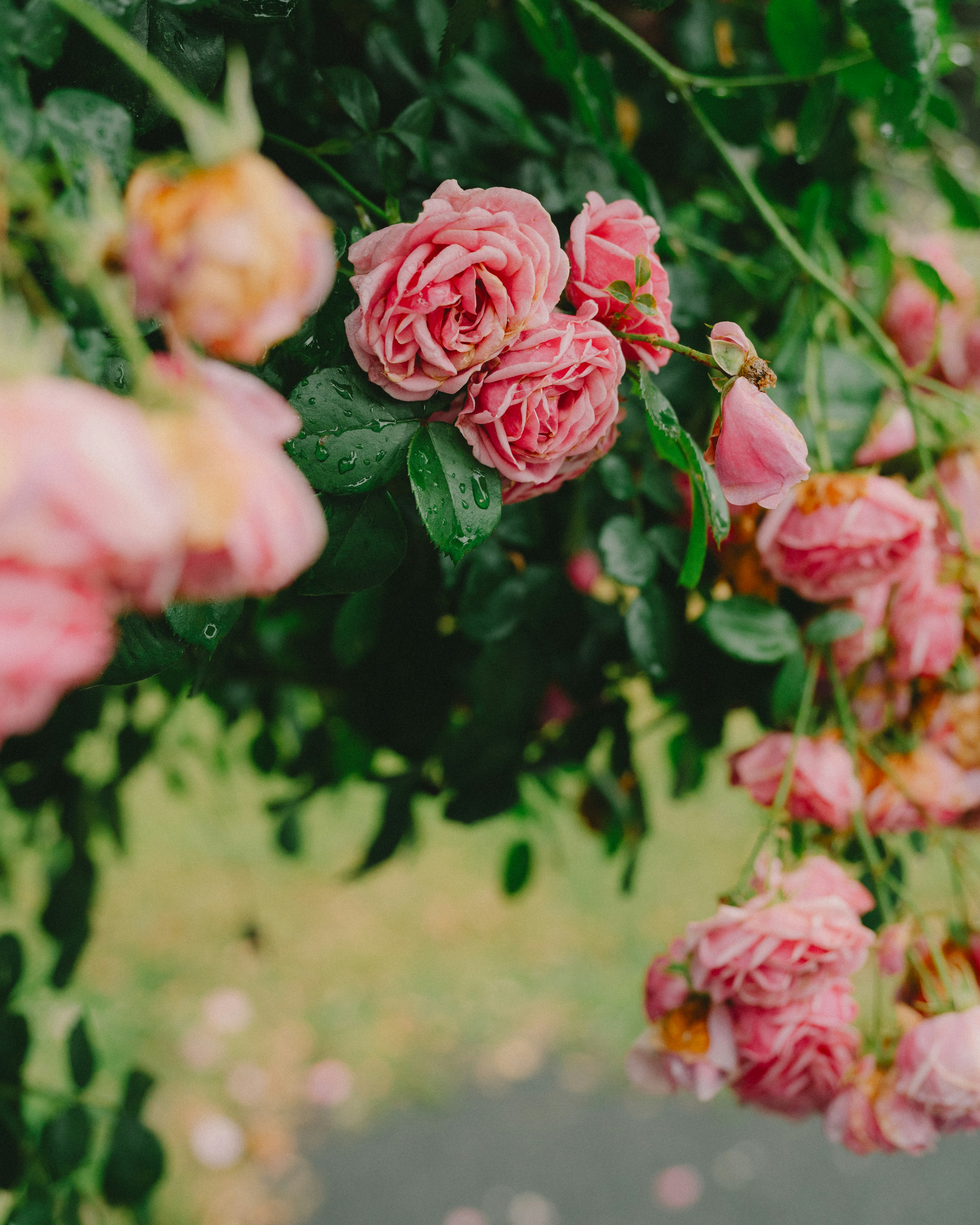 Beautiful view of pink roses hanging among green leaves