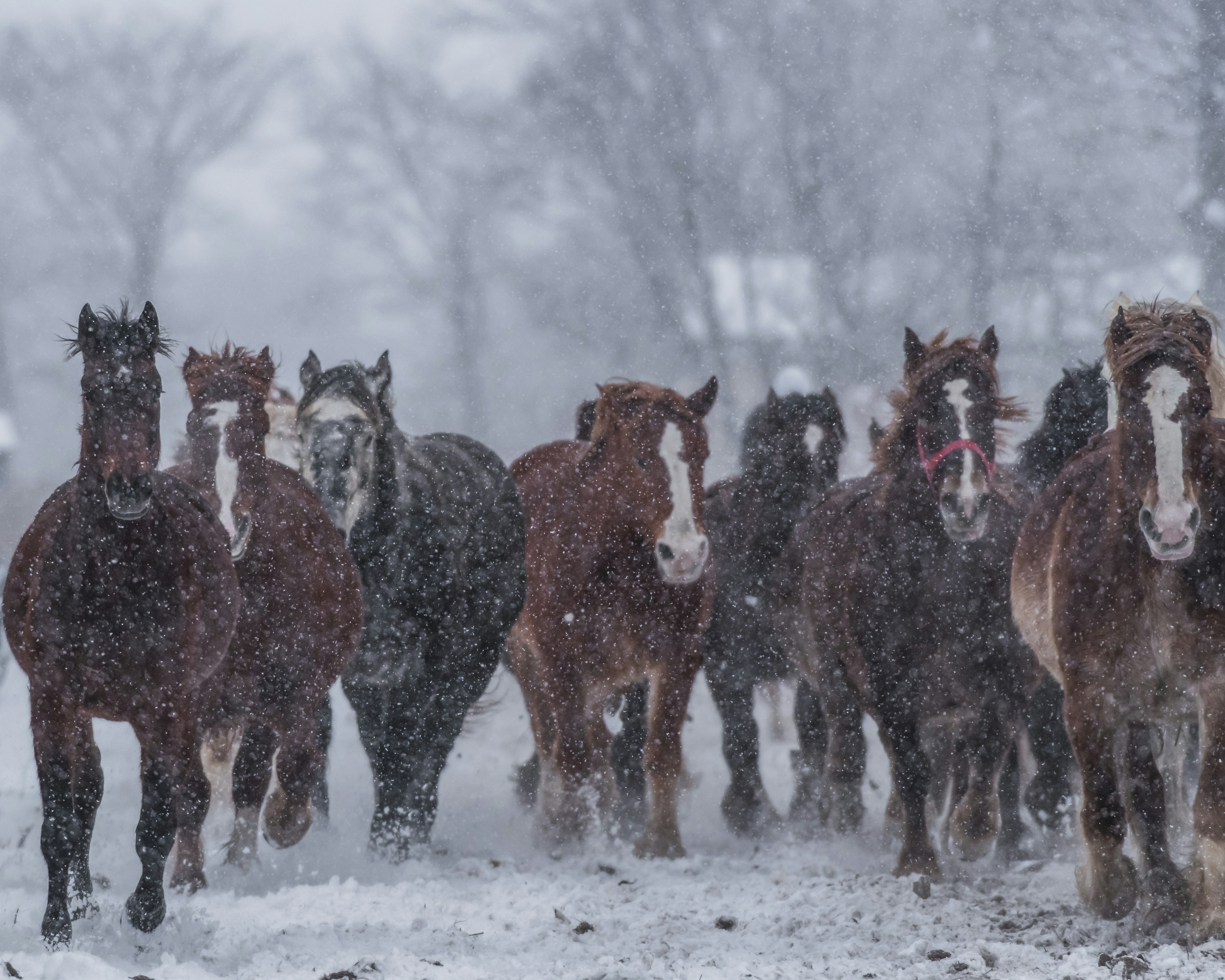 Un branco di cavalli che corre attraverso una tempesta di neve