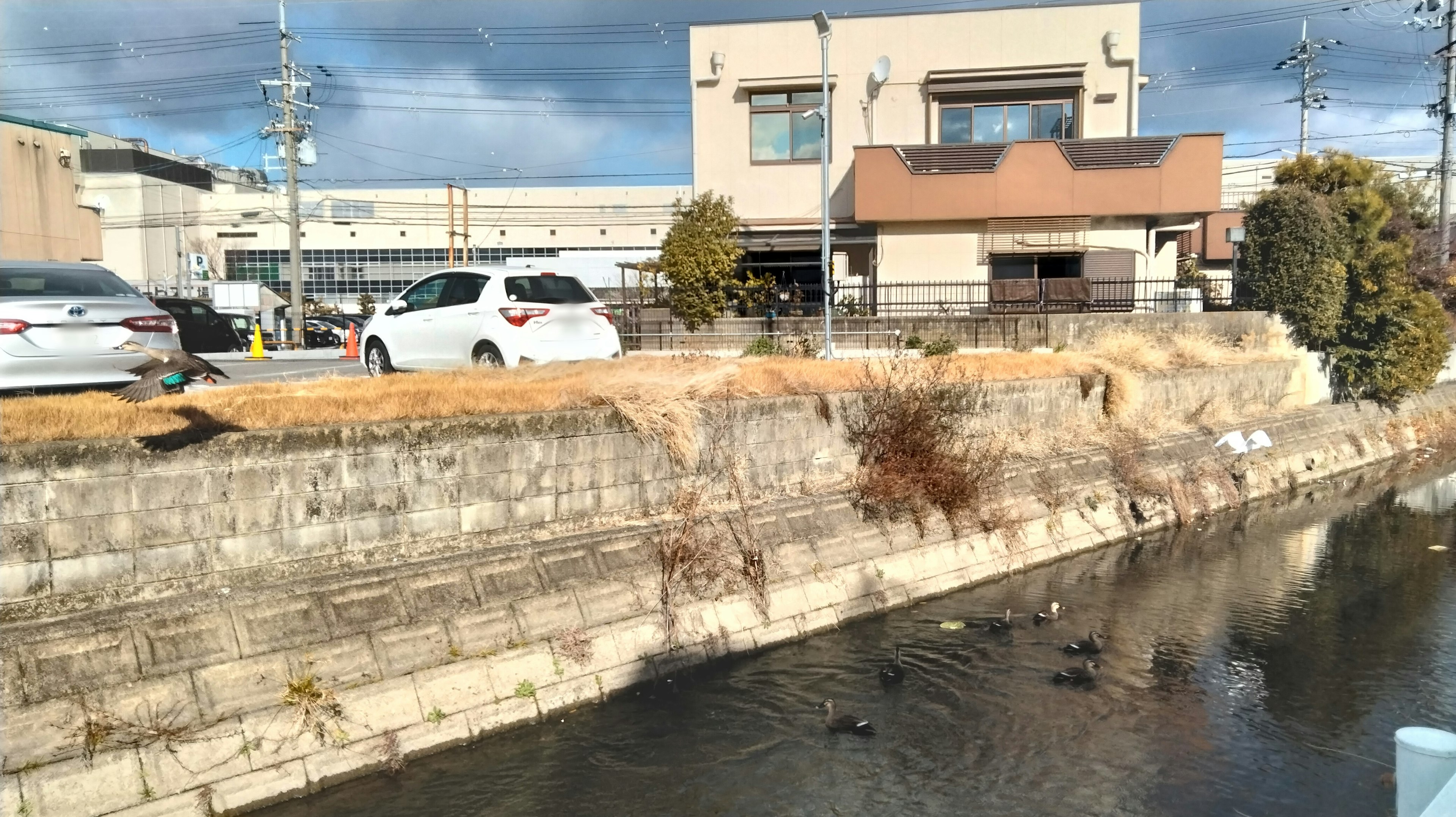 河邊的景象，有停著的汽車和建築