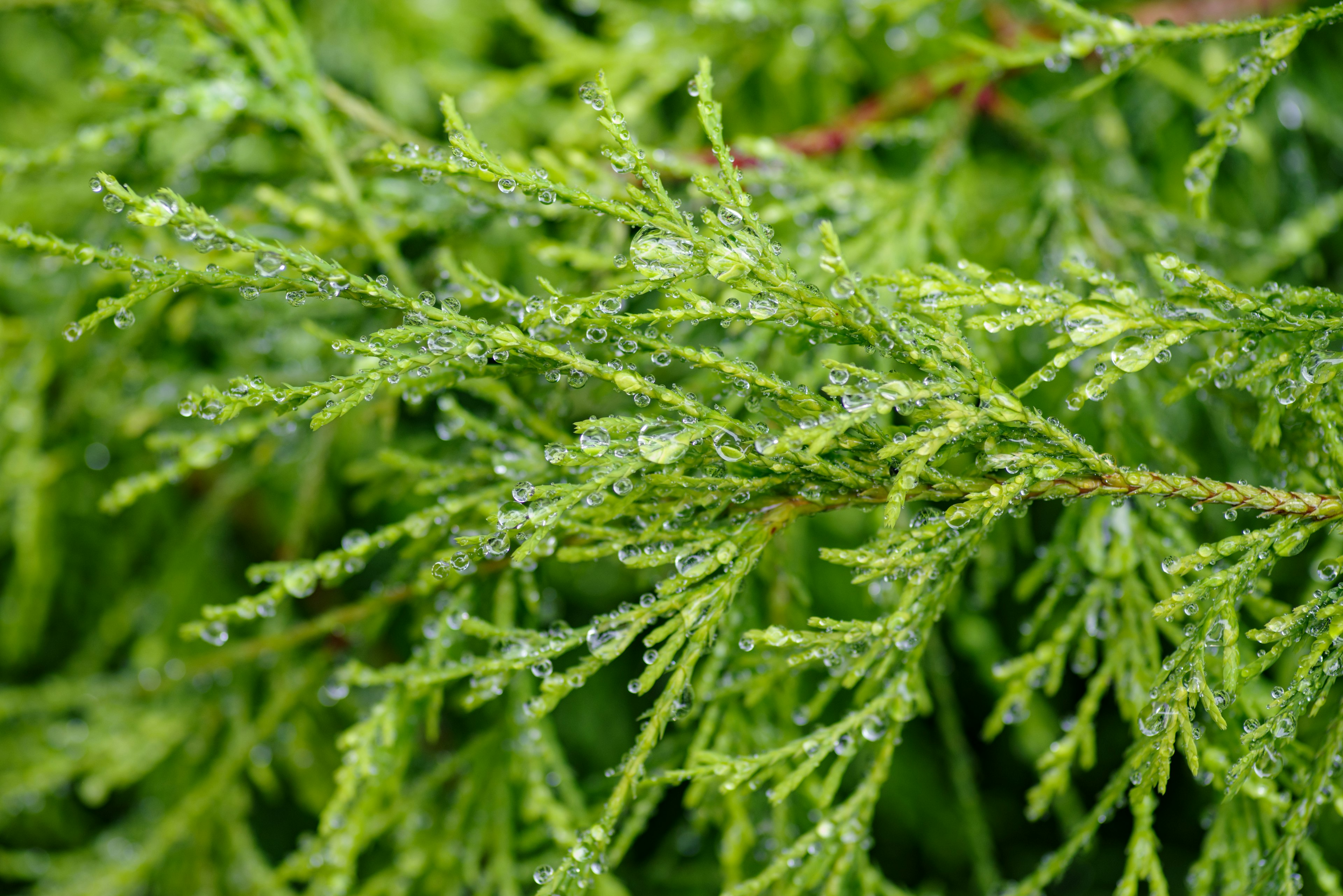 Primo piano di foglie verdi con gocce d'acqua