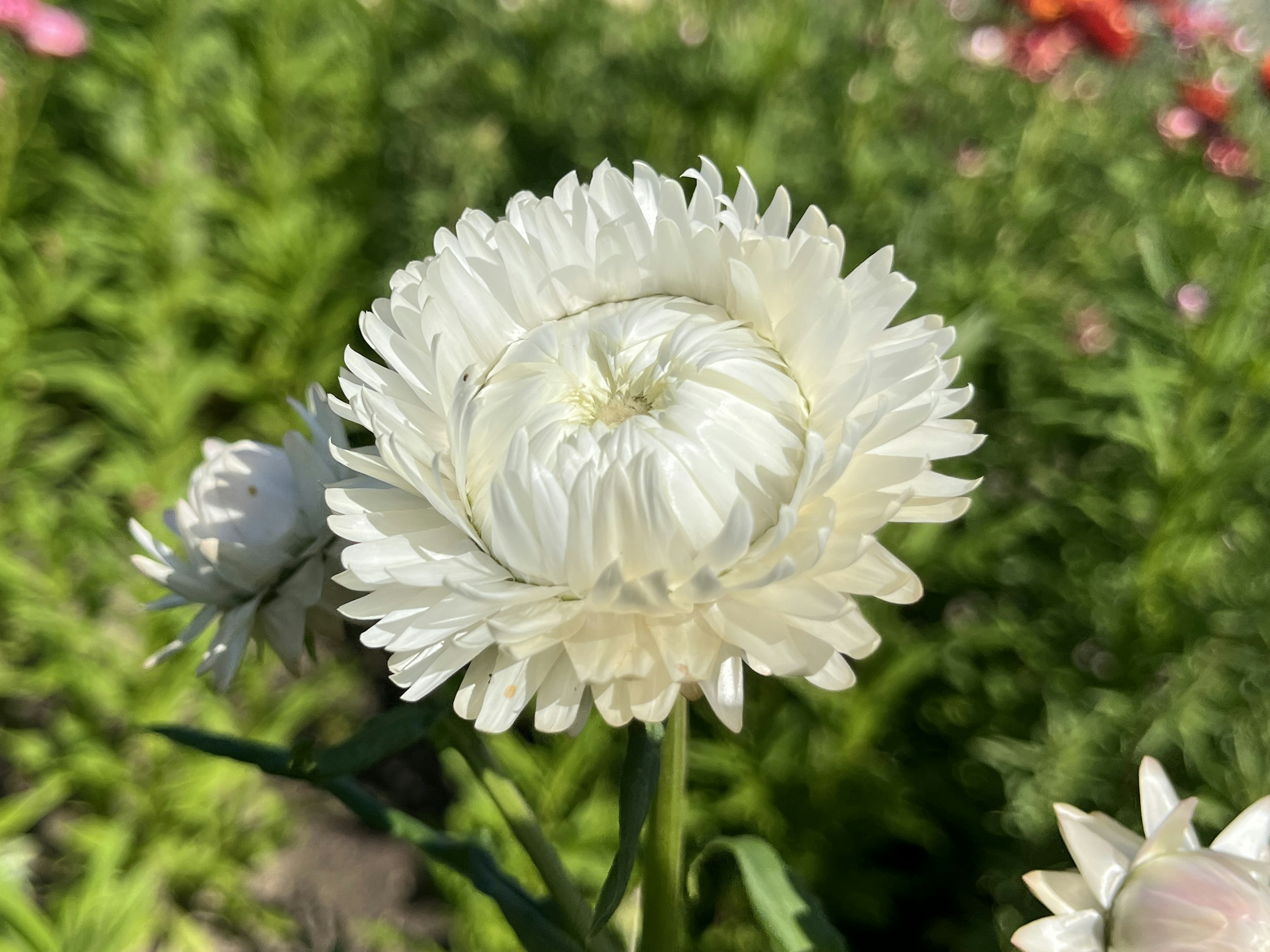 Primo piano di un fiore bianco che sboccia in un giardino vivace