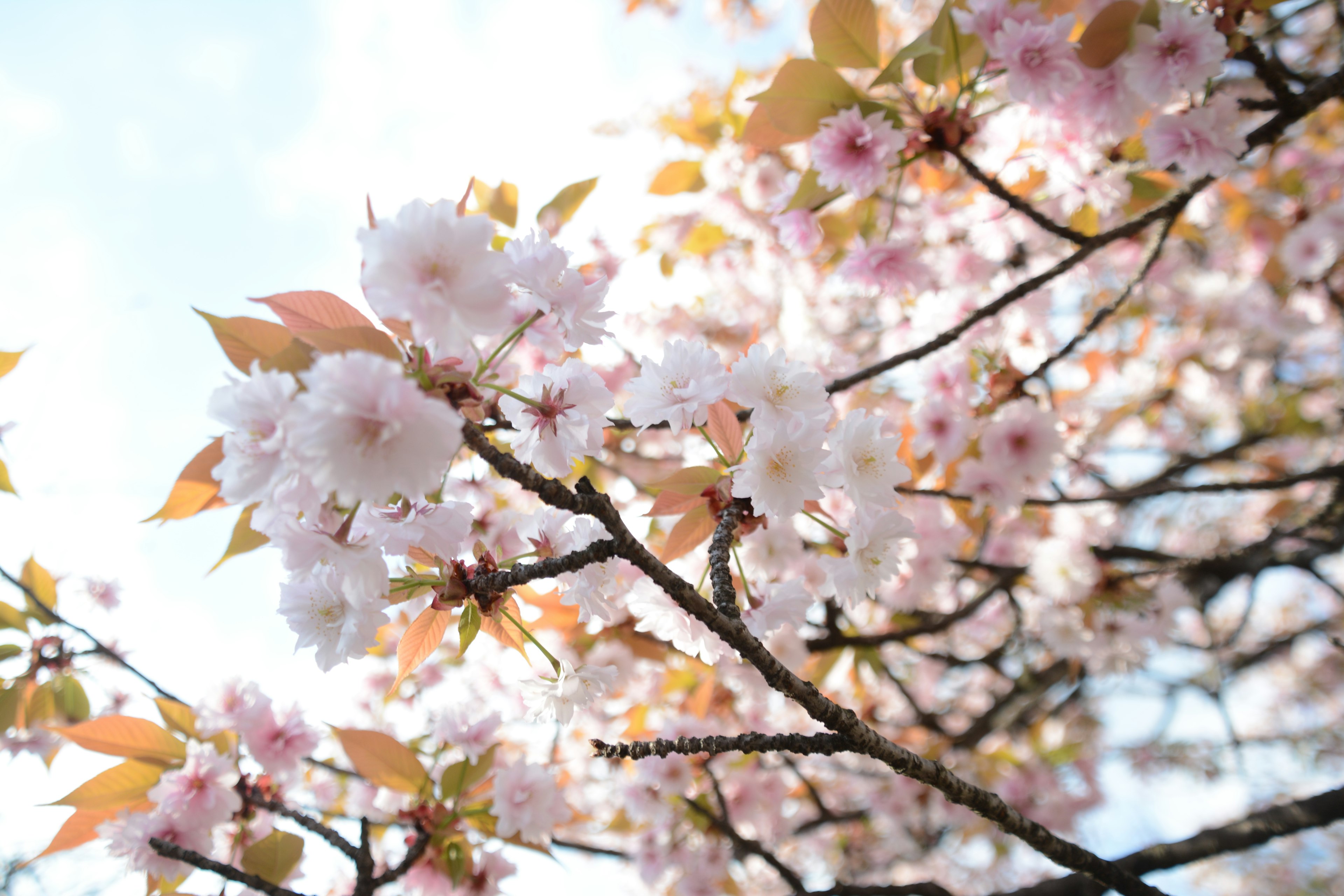 Close-up of cherry blossom branches with pink flowers