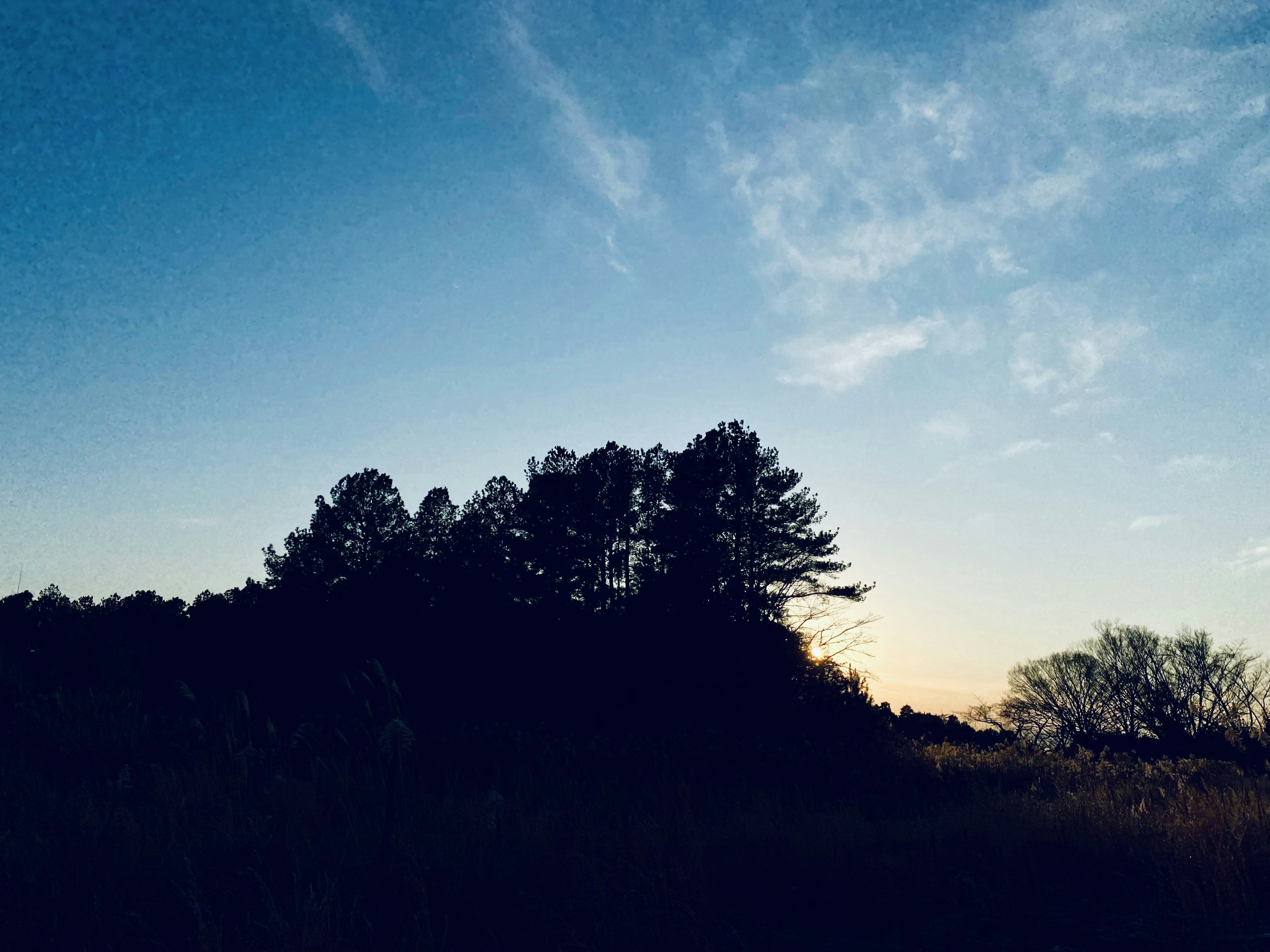 Silhouetten von Bäumen vor einem Dämmerungshimmel mit sanften Wolken