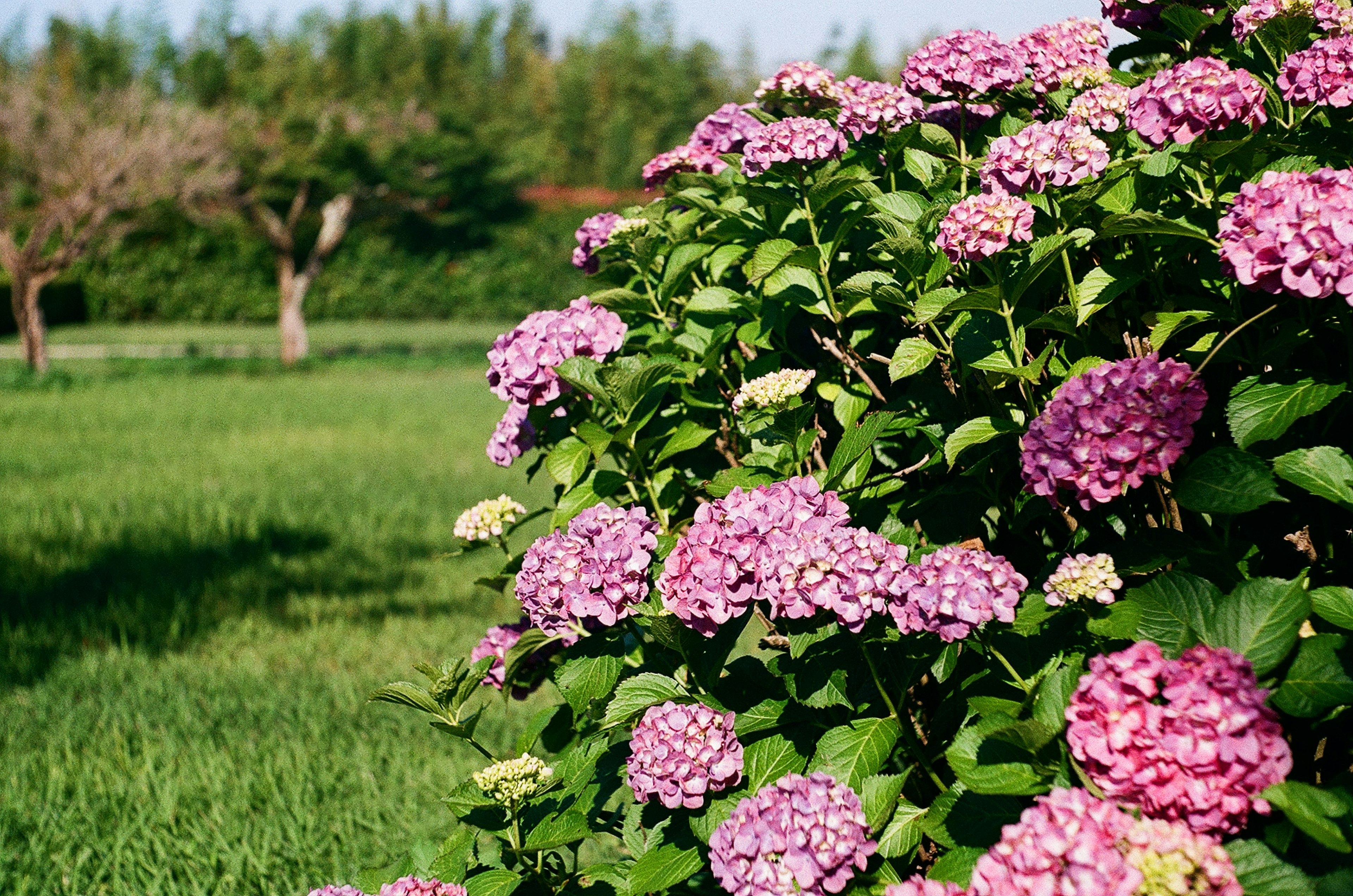 色とりどりのアジサイの花が咲く緑豊かな庭