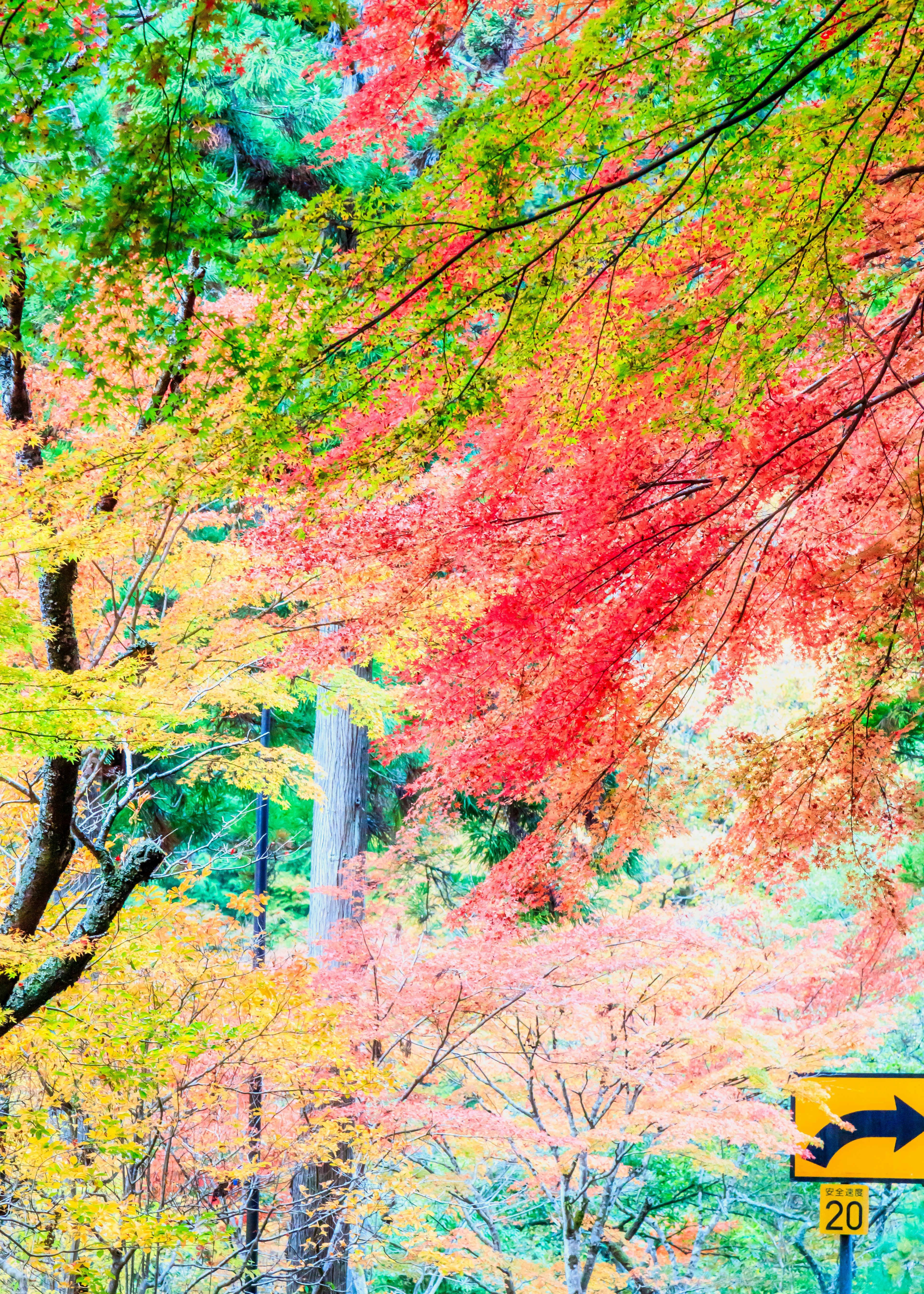 Feuillage d'automne vibrant avec des arbres colorés