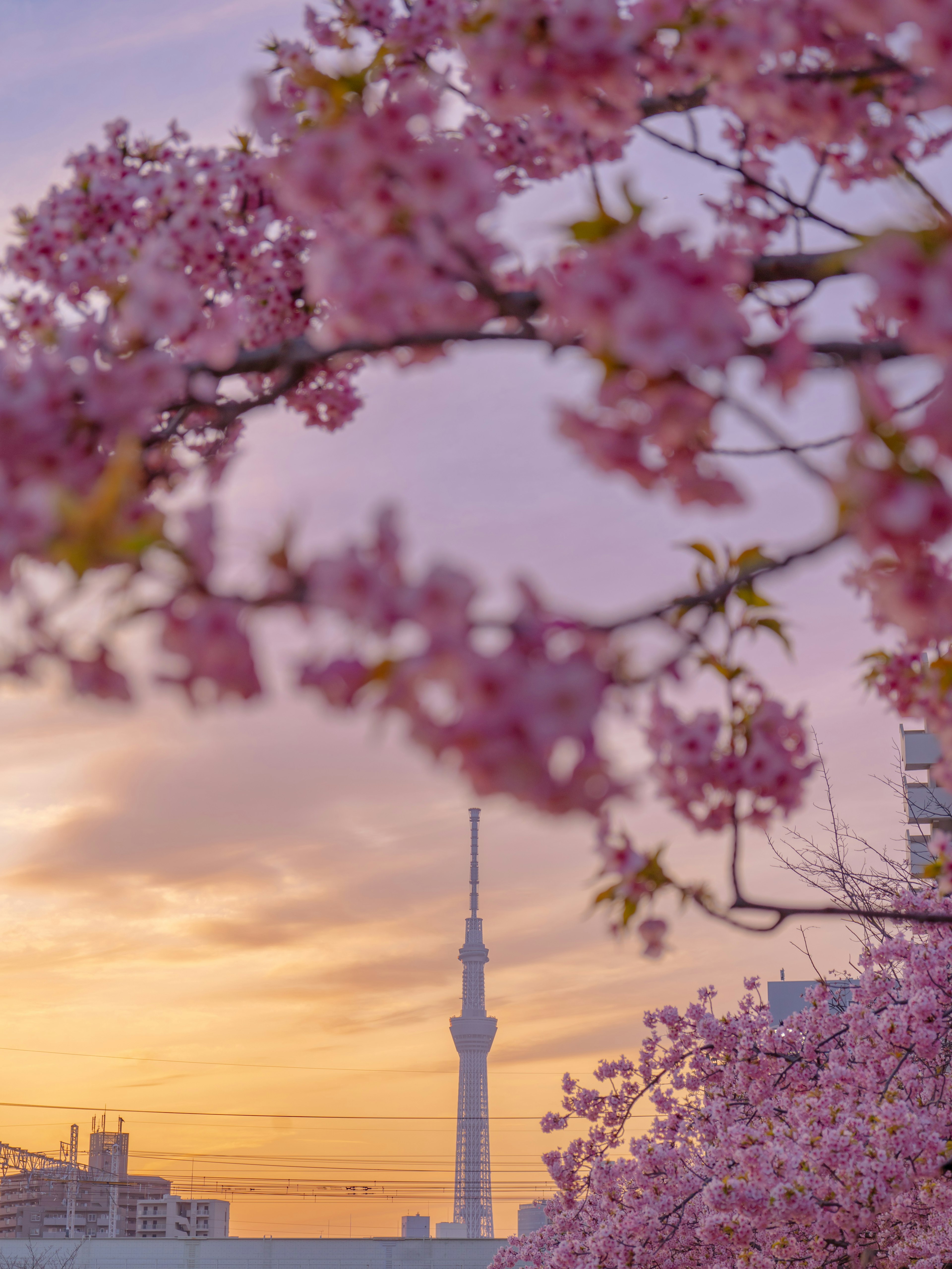 Bunga sakura membingkai Tokyo Skytree di latar belakang langit senja