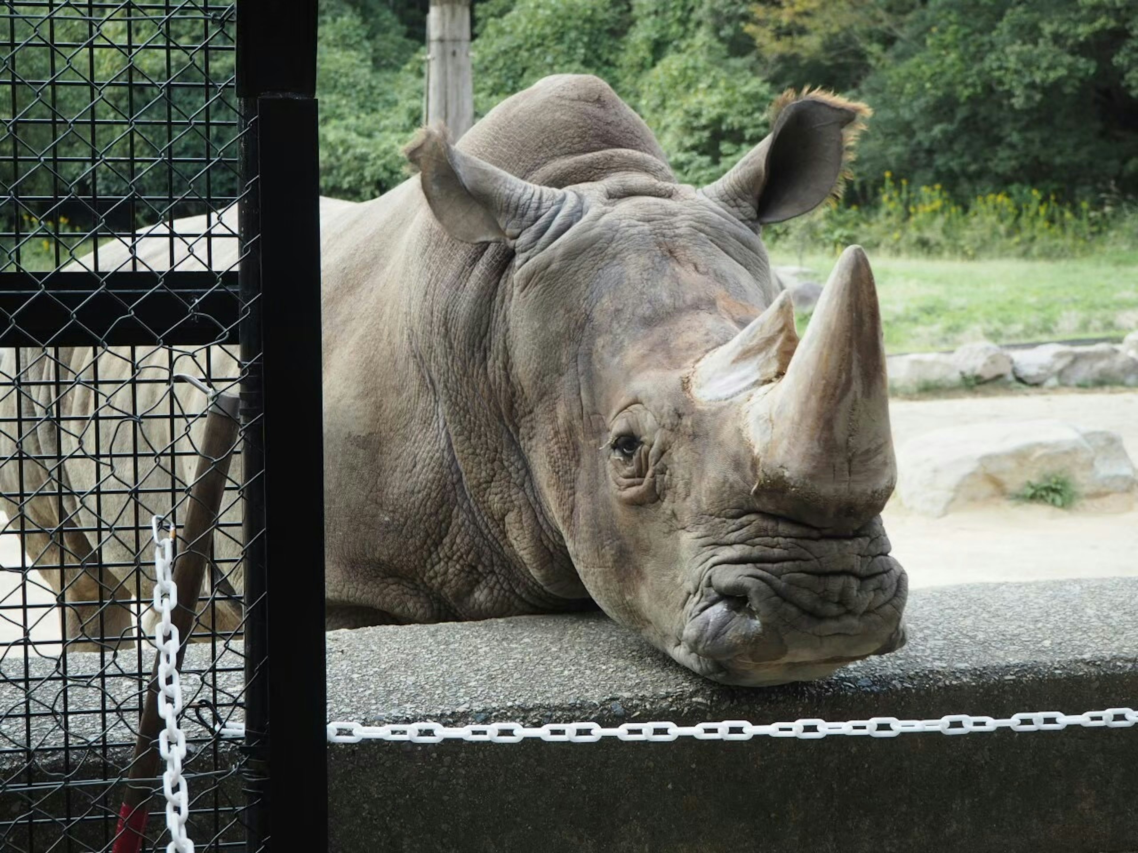 A rhinoceros looking through a fence