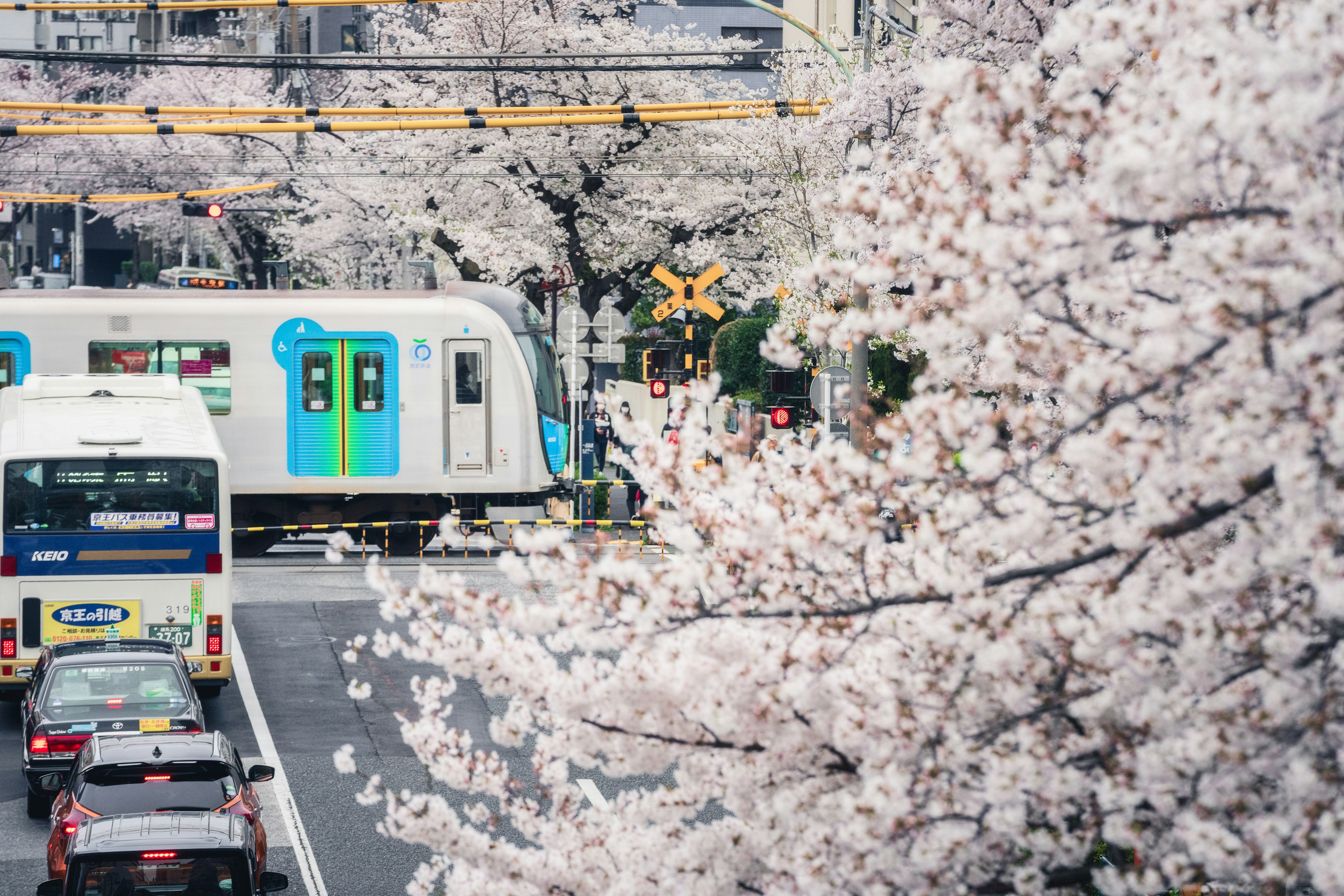 Train et bus sur une route bordée d'arbres en fleurs de cerisier