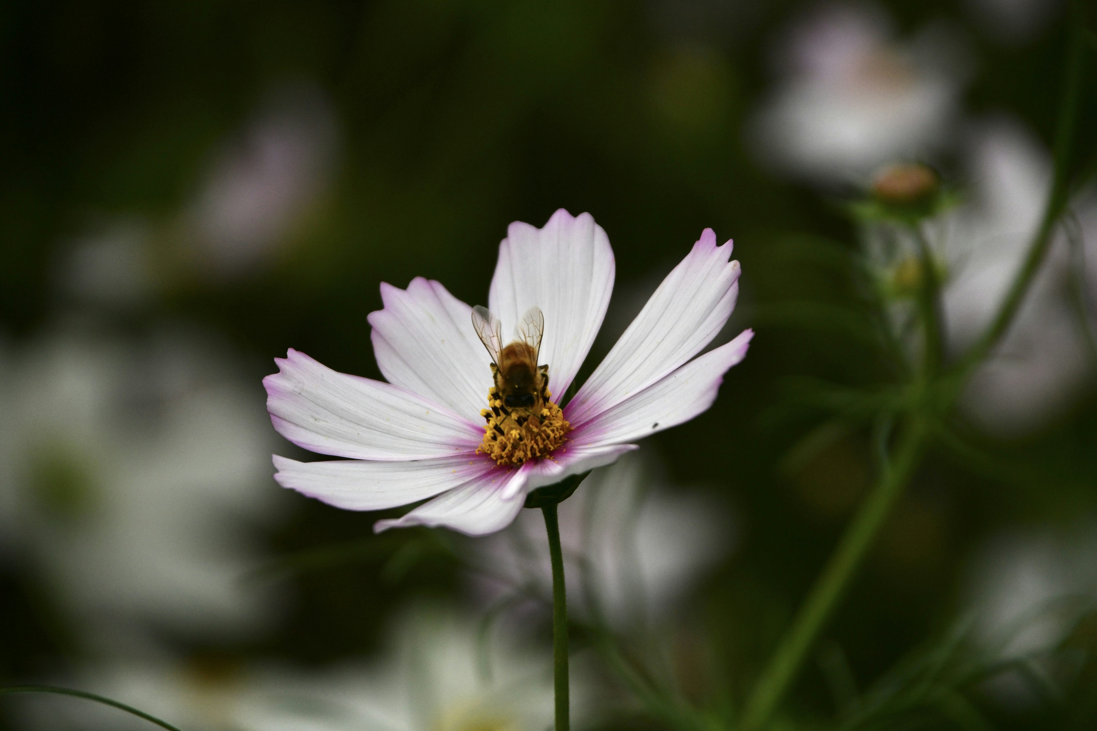 白いコスモスの花に止まっている蜂