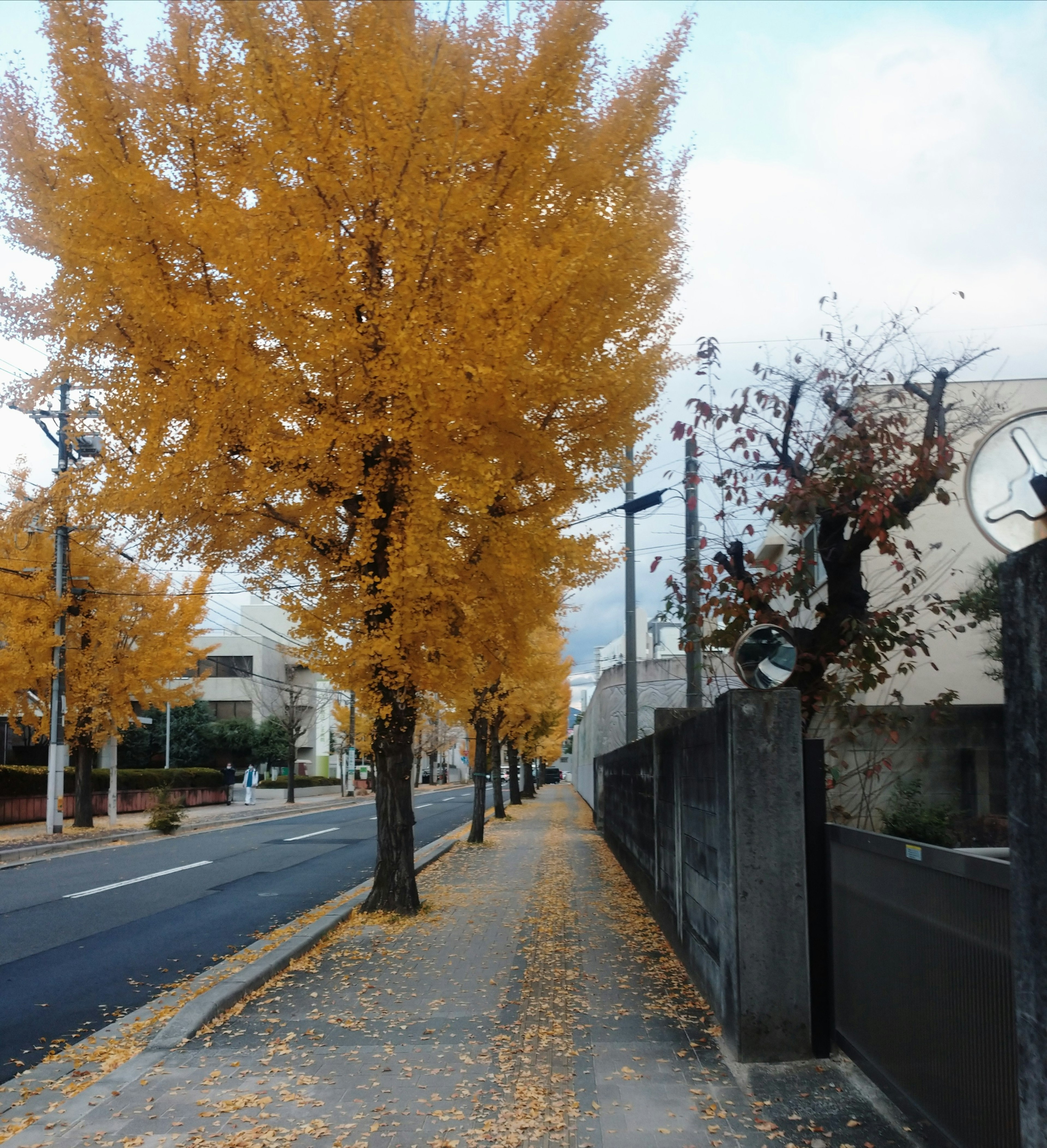 Pemandangan jalan dengan pohon ginkgo di musim gugur daun kuning menutupi trotoar