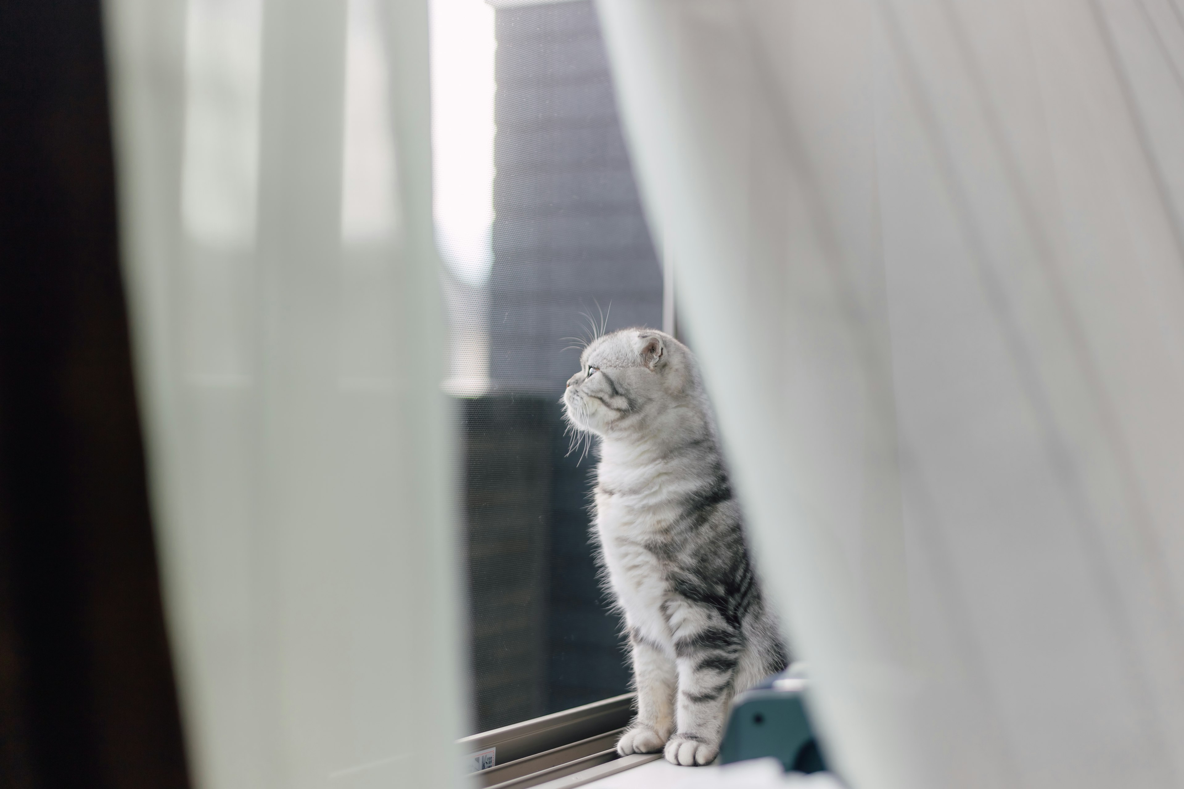 Un gato asomándose detrás de cortinas transparentes junto a una ventana