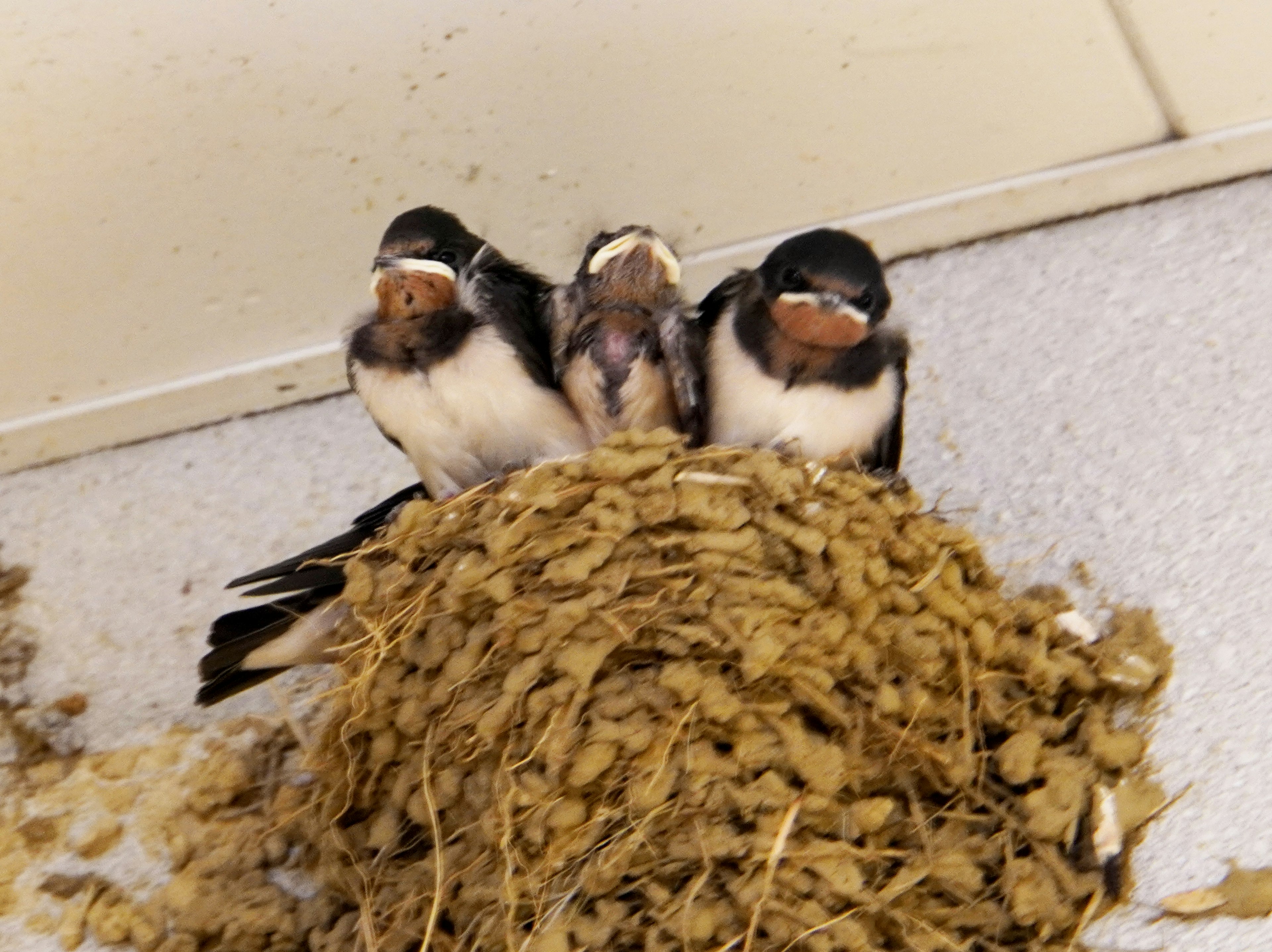 Three baby birds sitting on a nest made of twigs and grass