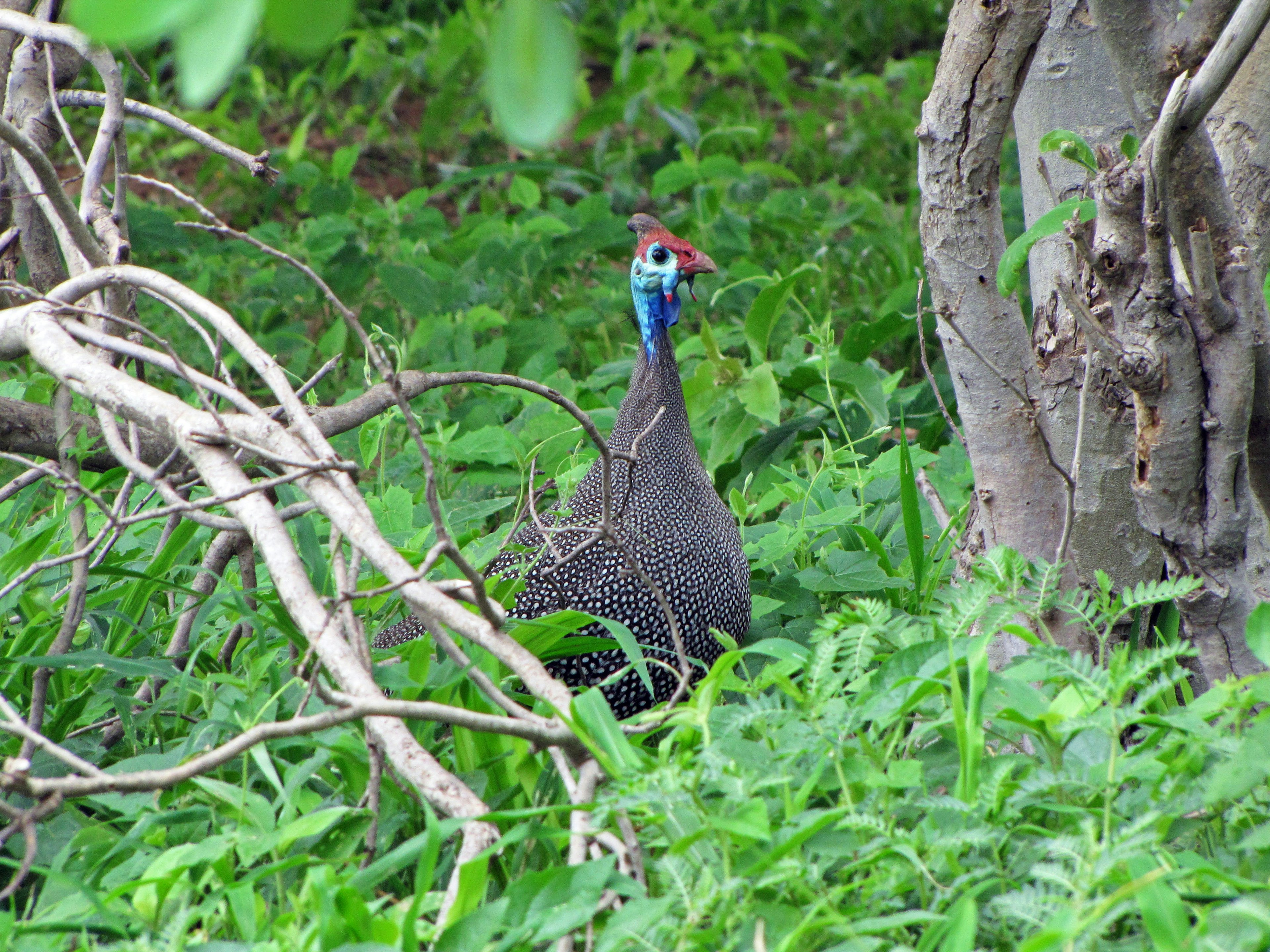 緑の中にいるダチョウのような鳥の姿 鳥の青い顔と赤い冠が目立つ