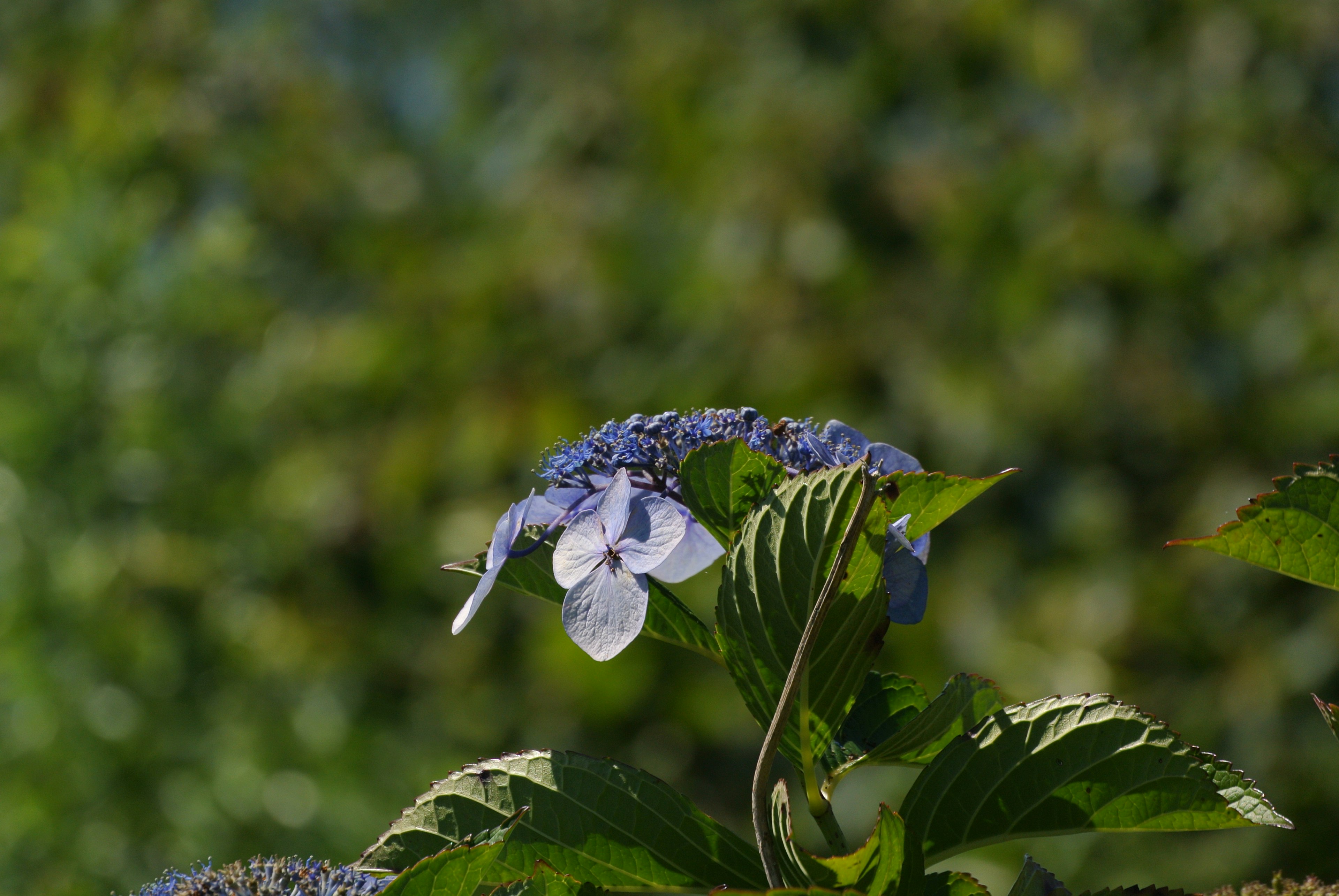 Primo piano di un'ortensia con fiori viola e foglie verdi