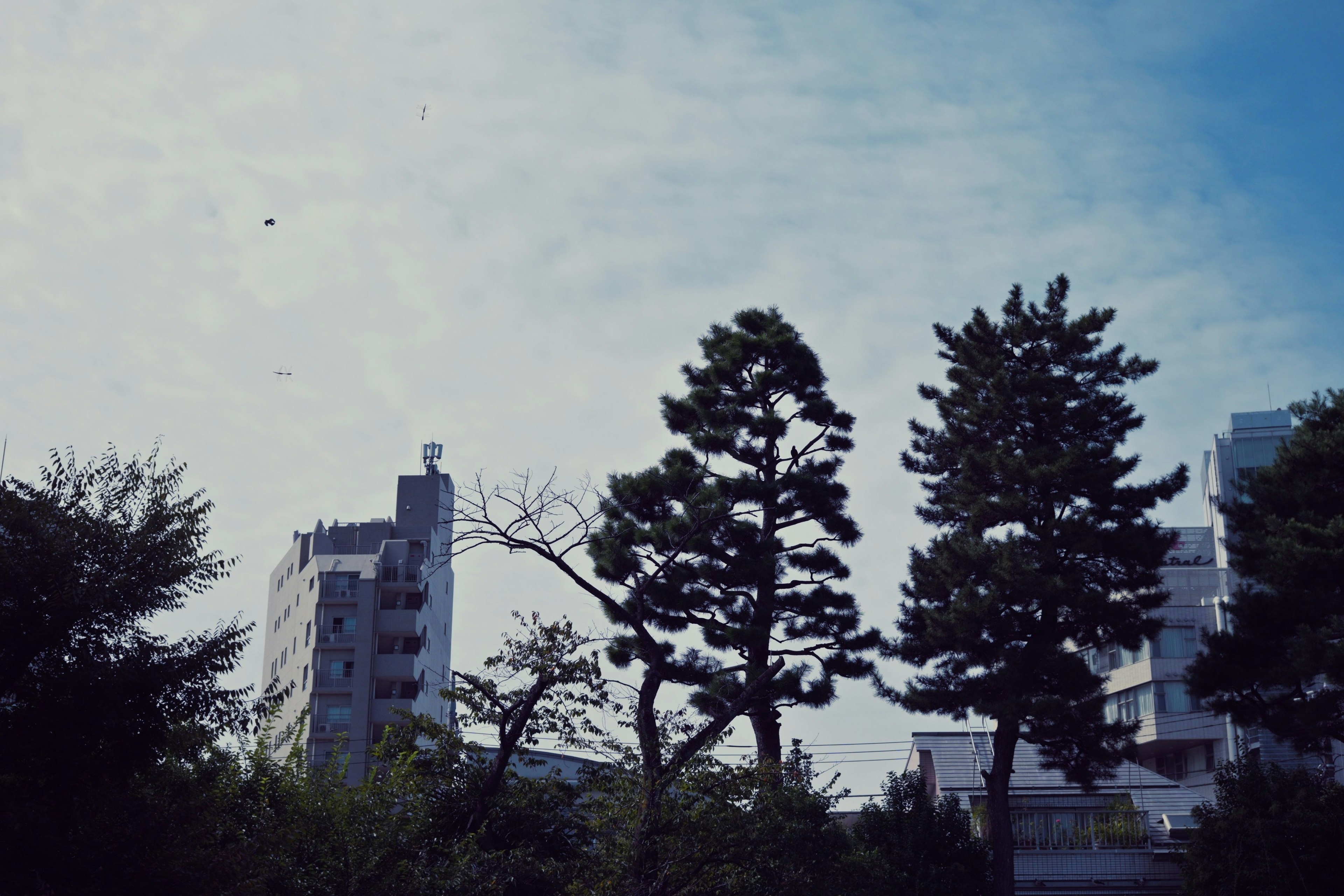 青空の下に高い木とビルが見える風景