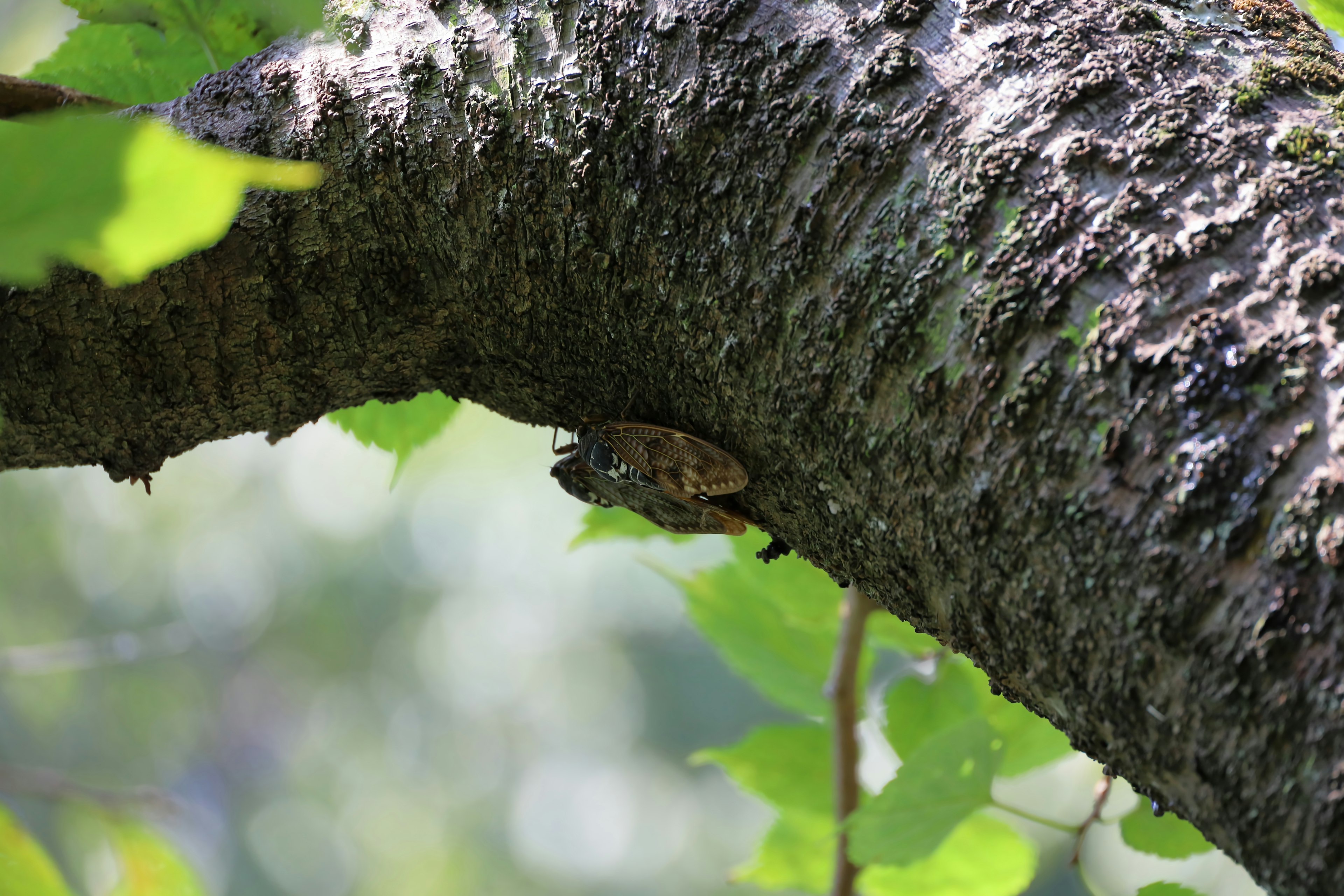 A frog camouflaged on a tree branch surrounded by green leaves