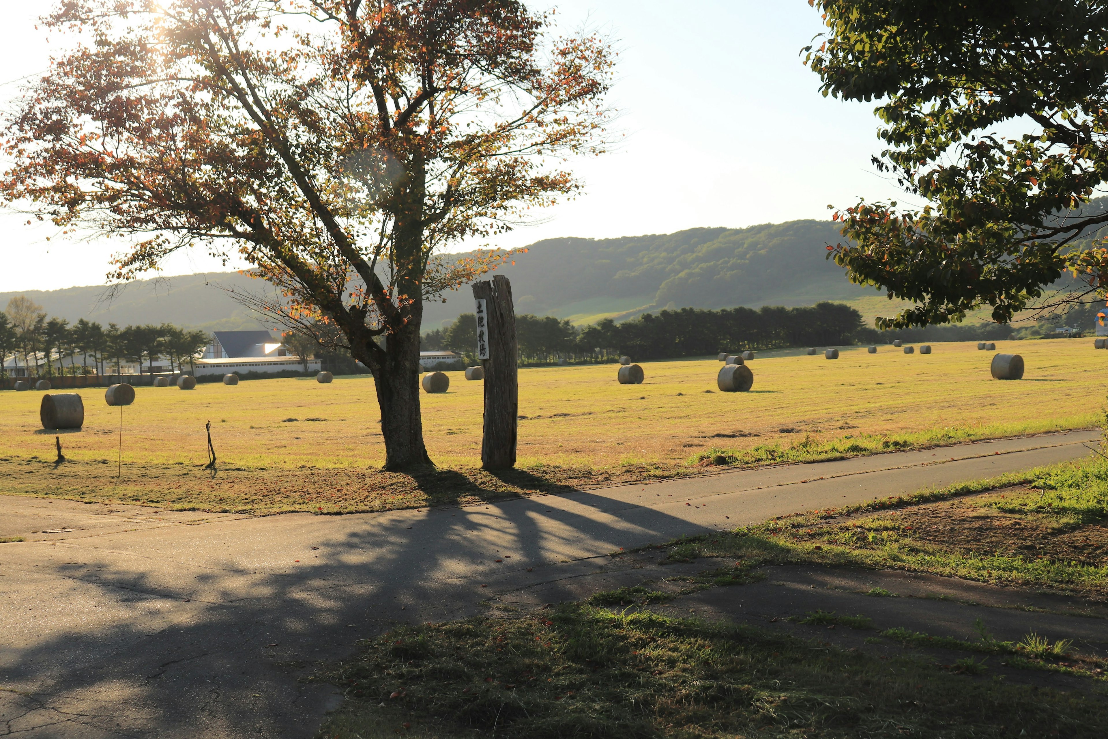 Wide field with scattered hay bales and trees