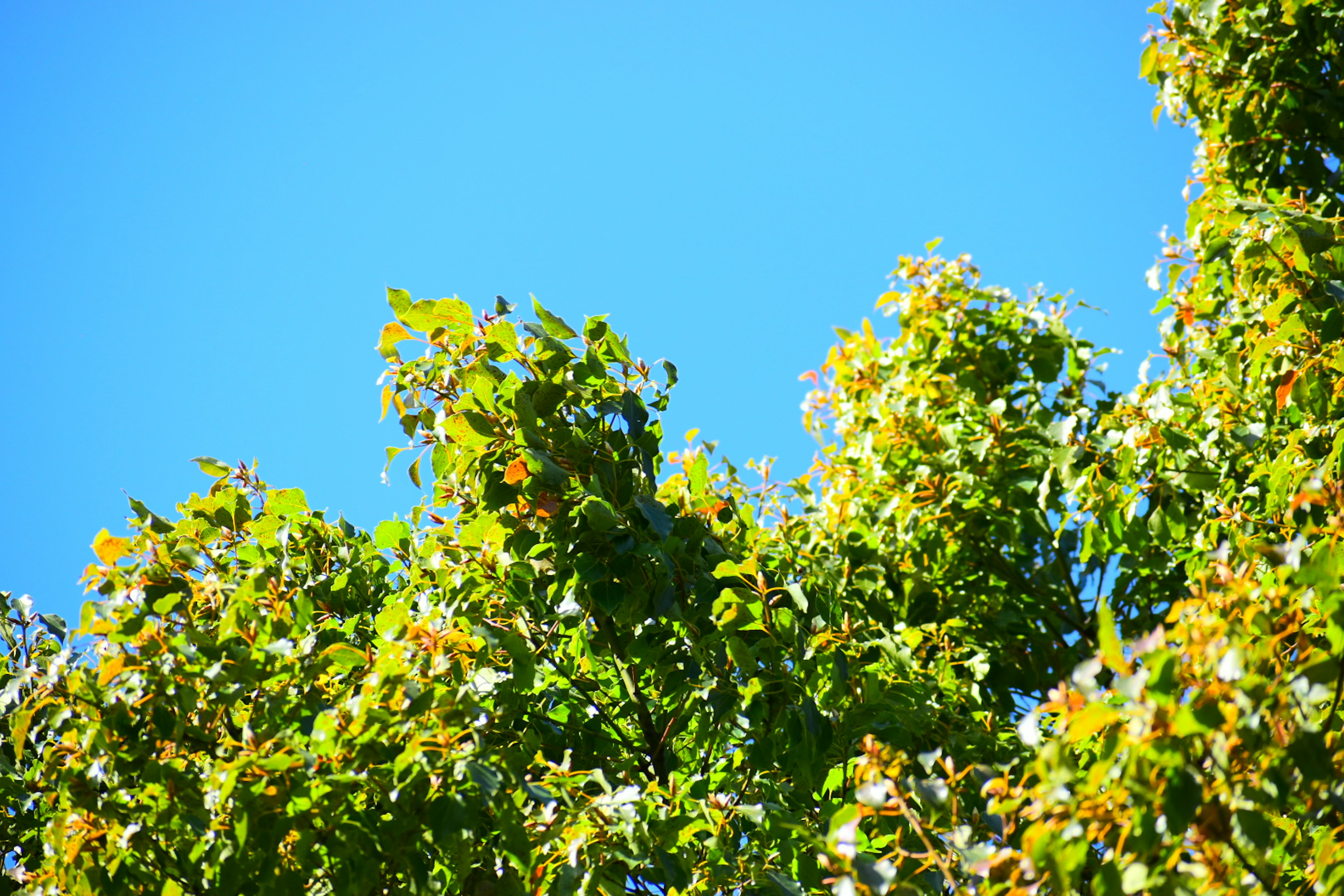 Vibrant green leaves and flowers against a blue sky