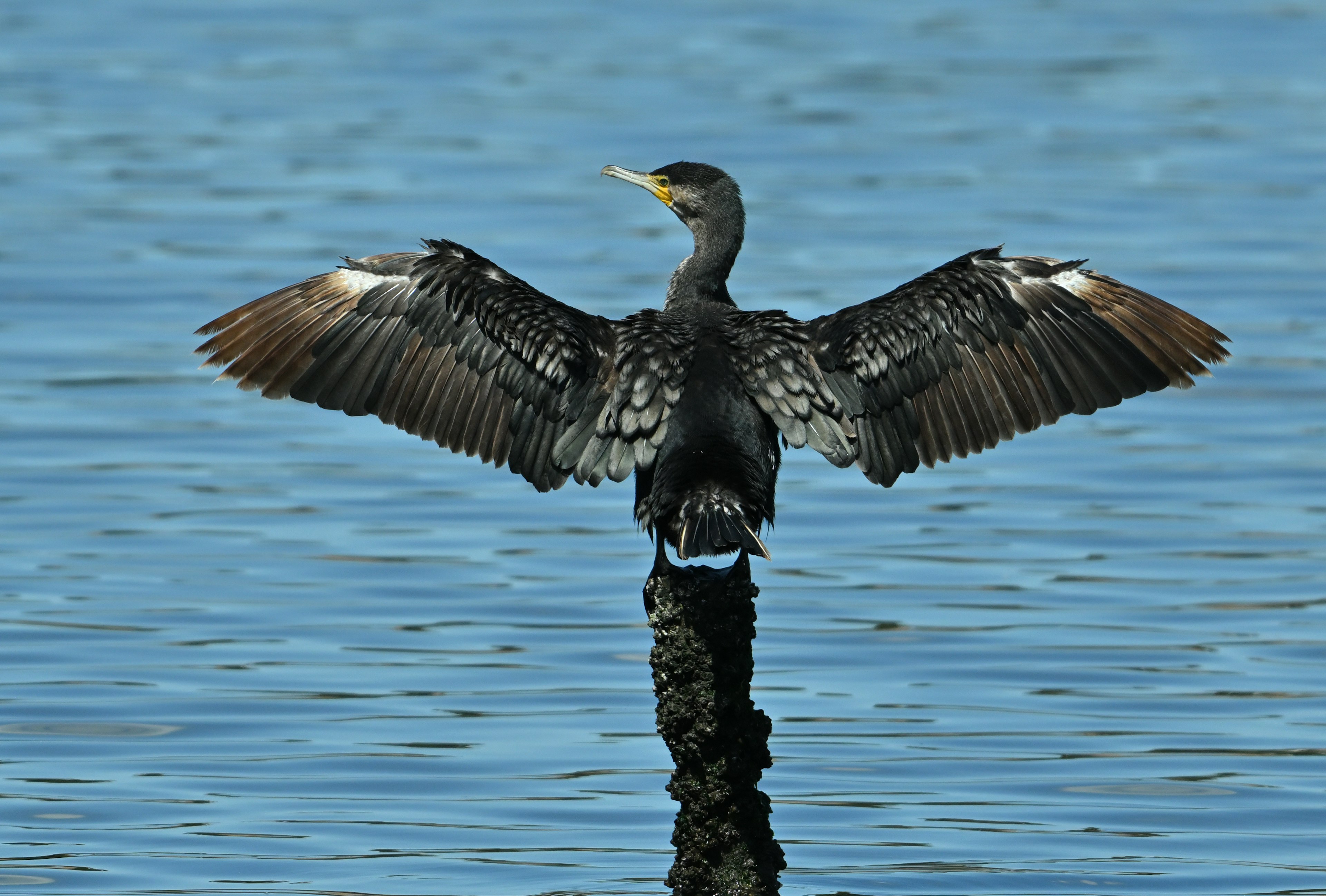 Cormorano che apre le ali su un palo nell'acqua