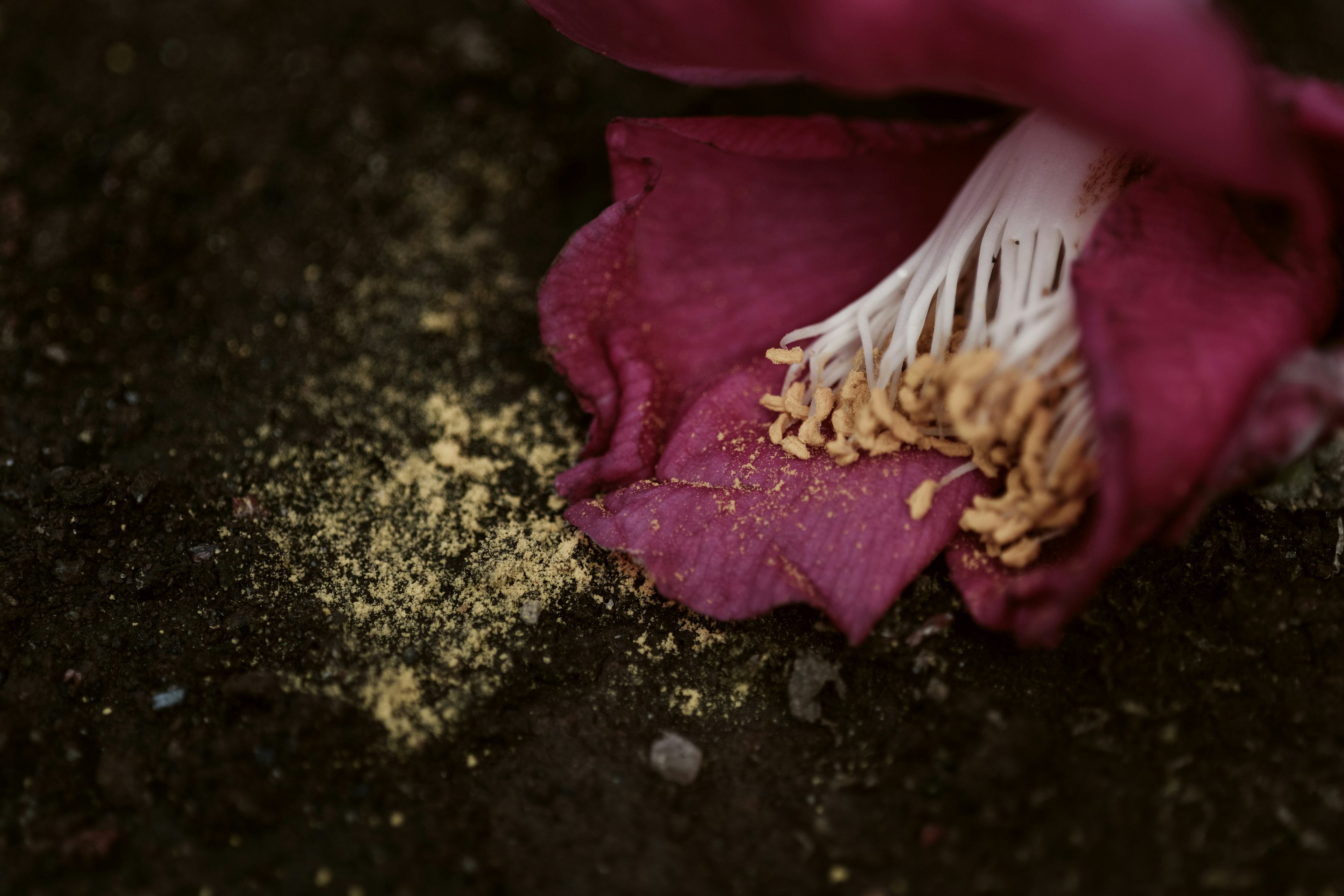 Purple flower petal resting on the ground with yellow dust around