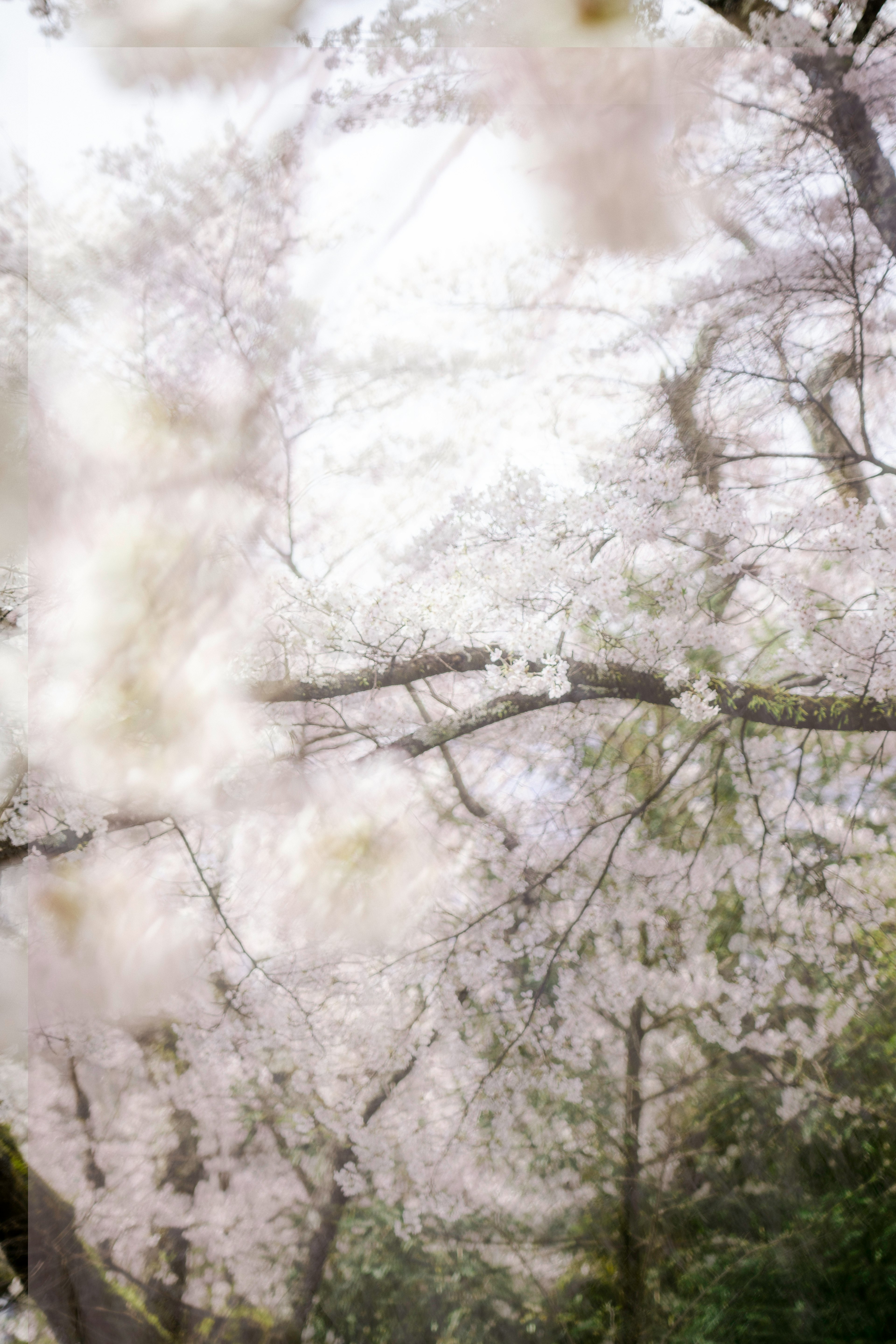 桜の木々が薄いピンクの花を咲かせている様子の画像