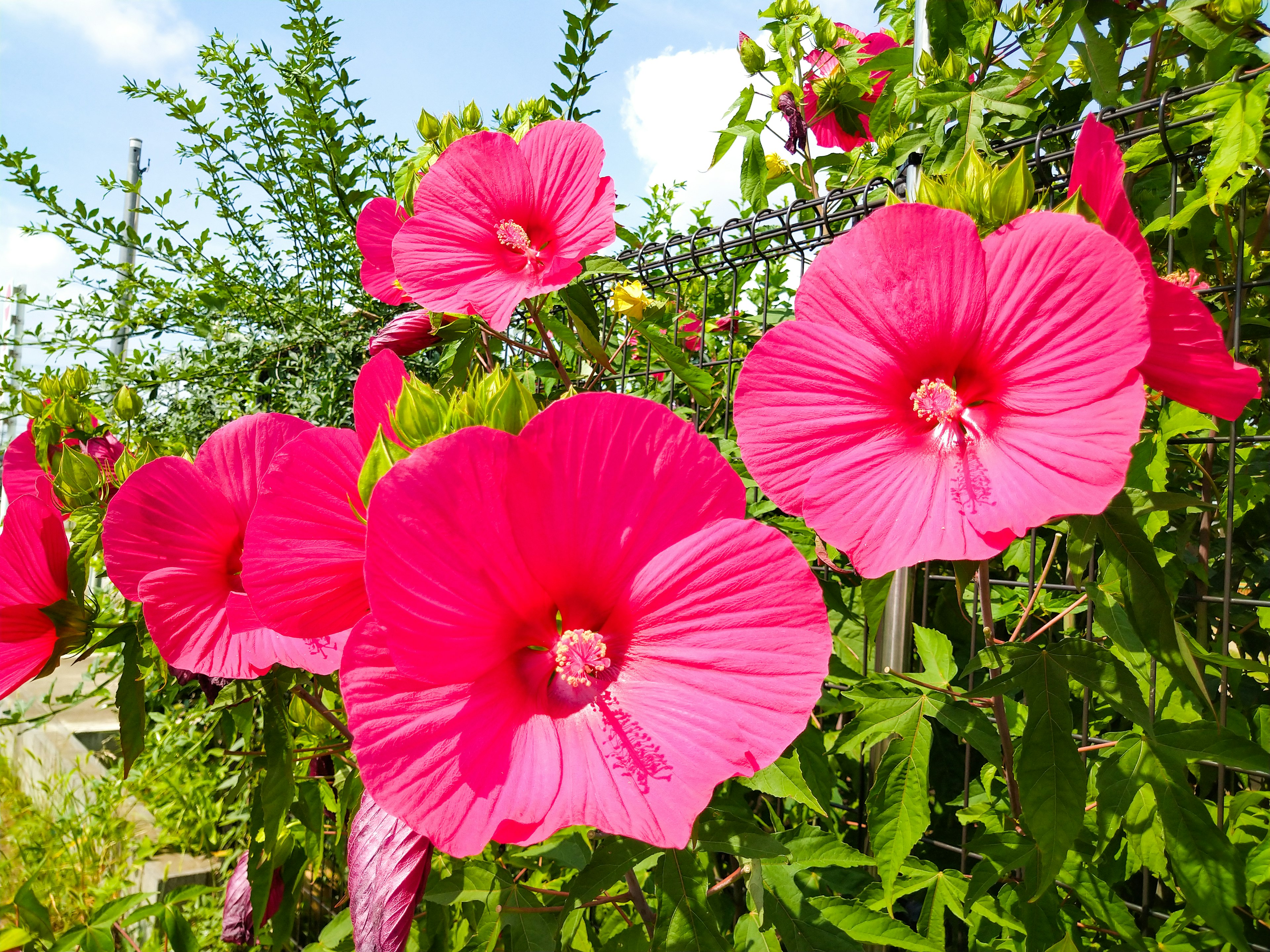 Bunga hibiscus merah muda yang cerah mekar di taman