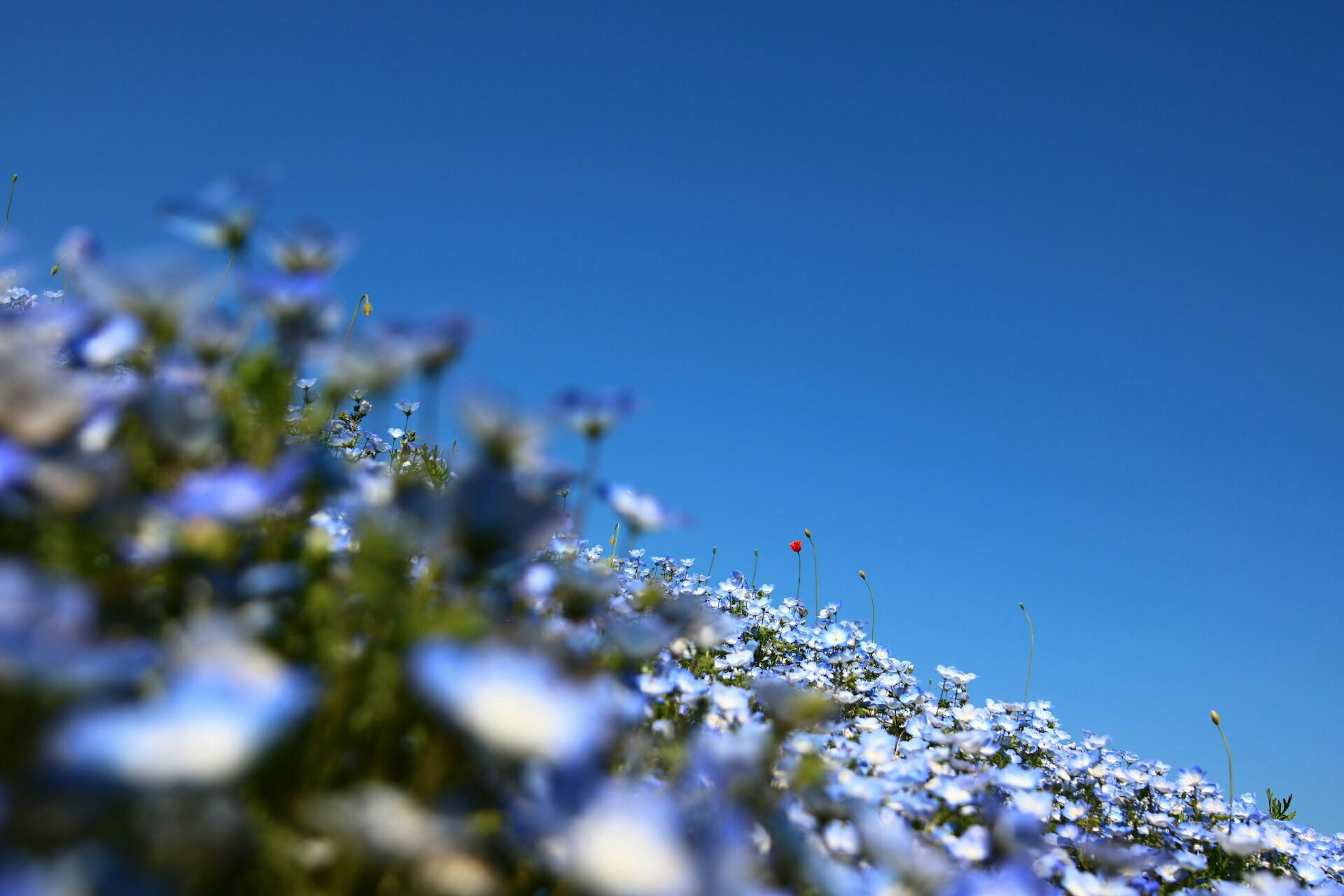 青空の下に広がる青い花畑