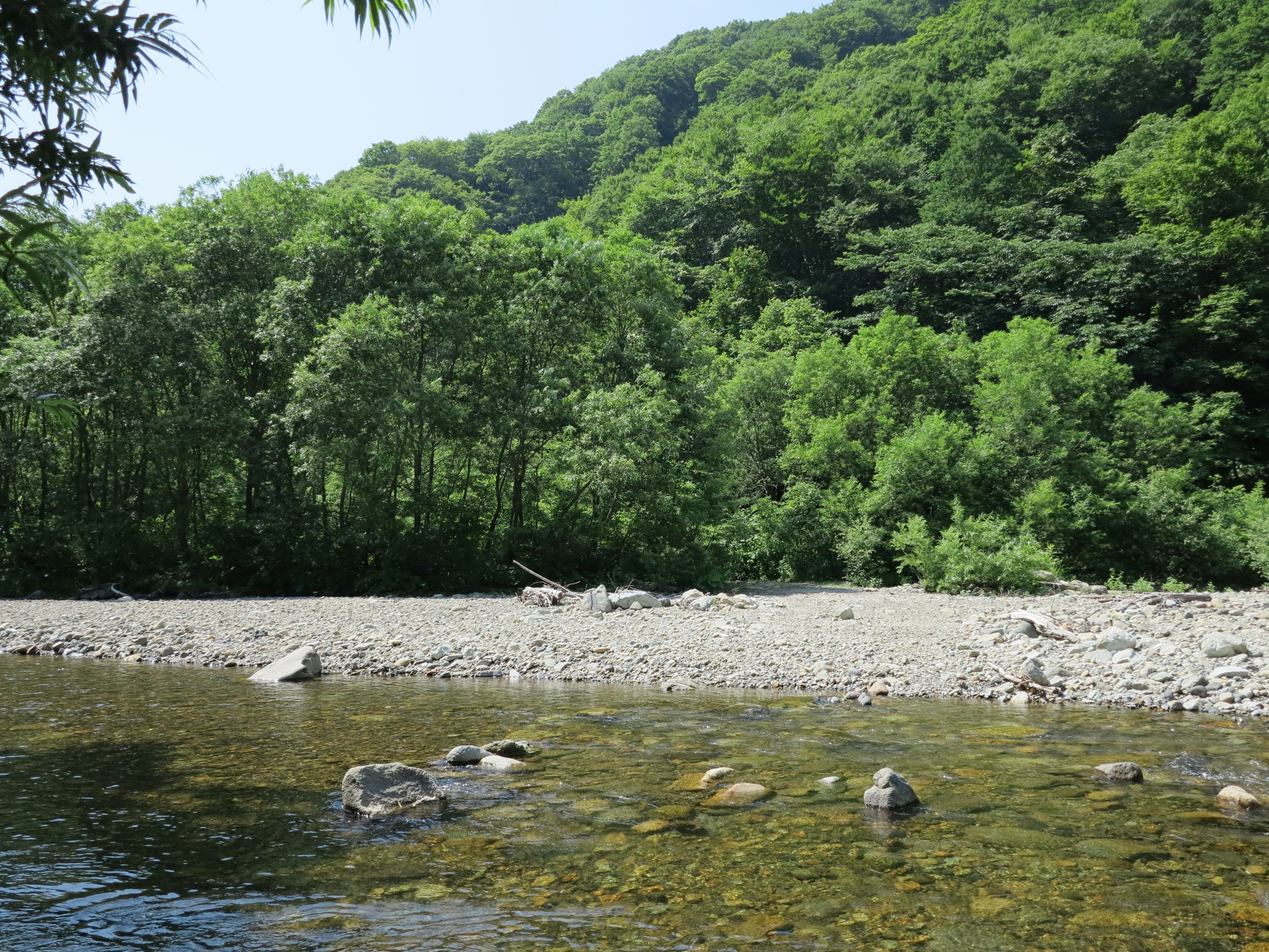 Vista panoramica di un fiume con alberi verdi rigogliosi